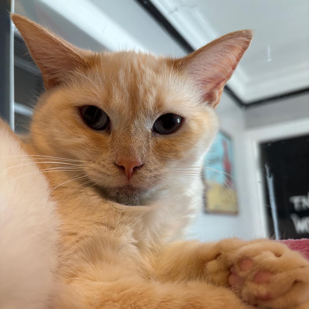 Enlarge Jewel Yam, a Adoptable Domestic Short Hair in Los Angeles, CA image 2/6