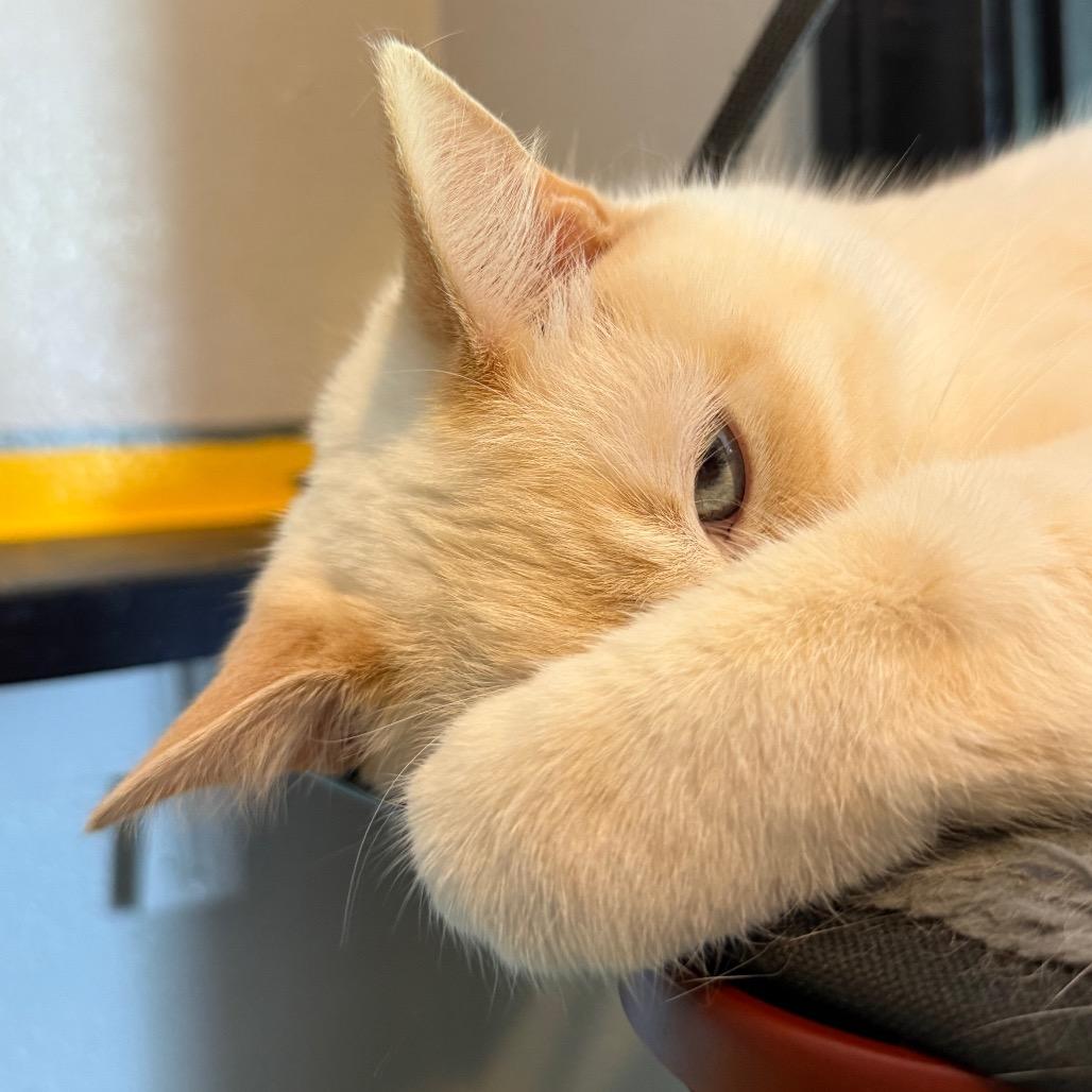 Enlarge Jewel Yam, a Adoptable Domestic Short Hair in Los Angeles, CA image 3/6