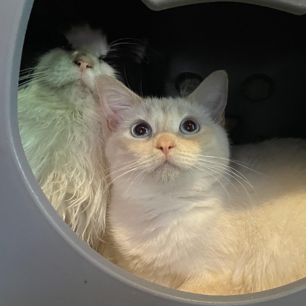 Enlarge Jewel Yam, a Adoptable Domestic Short Hair in Los Angeles, CA image 5/6