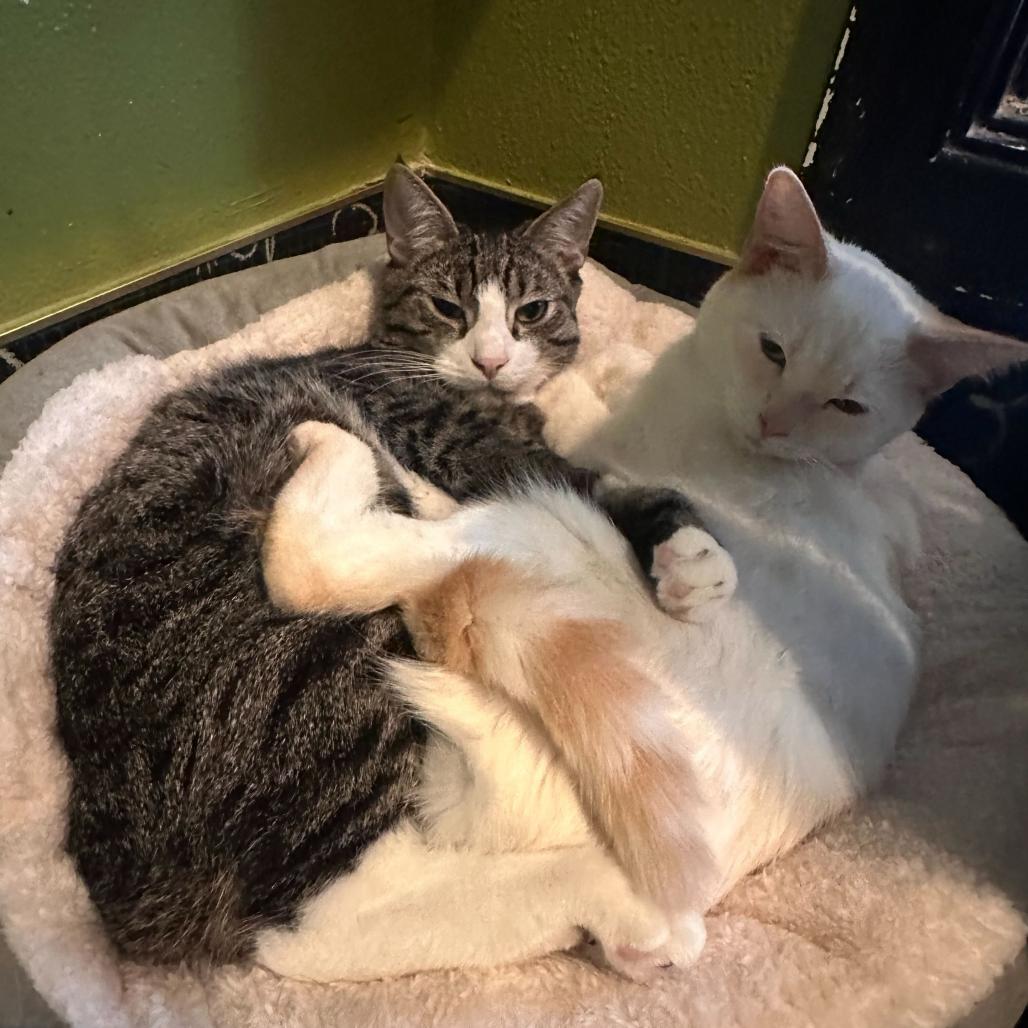 Enlarge Jewel Yam, a Adoptable Domestic Short Hair in Los Angeles, CA image 6/6