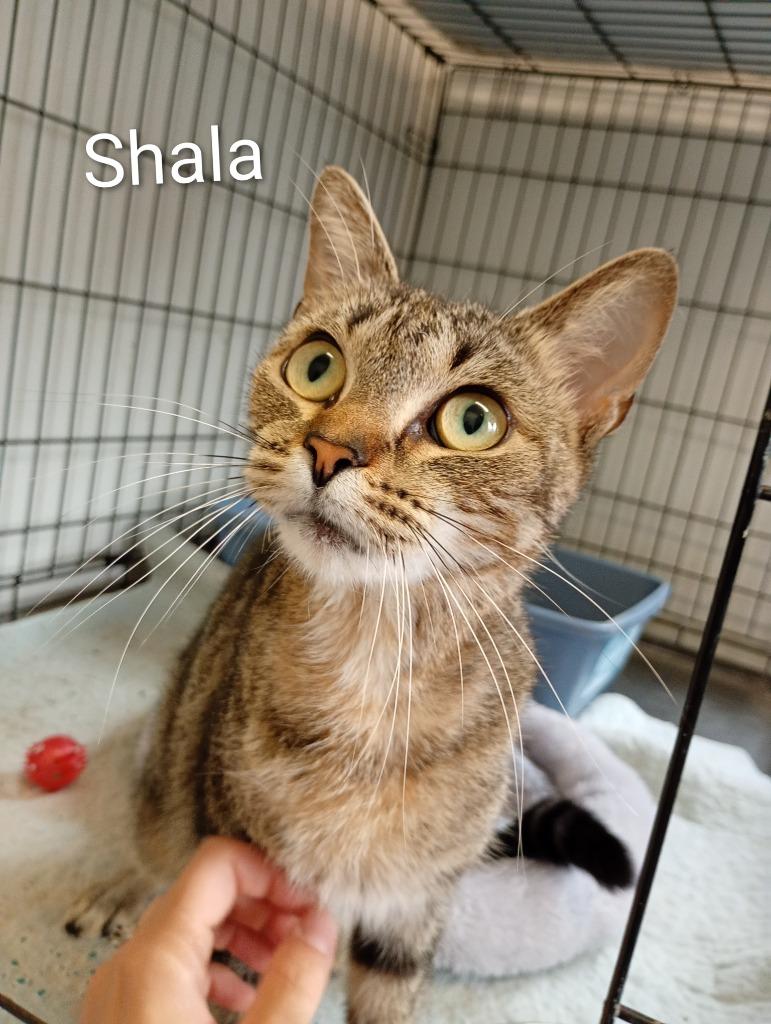 Shala, Adoptable, Young Female Domestic Short Hair.