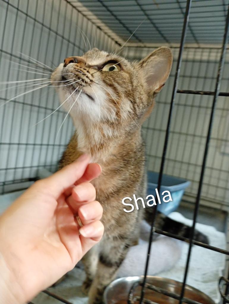 Enlarge Shala, a Adoptable mixed breed in Saint James, MN image 3/3