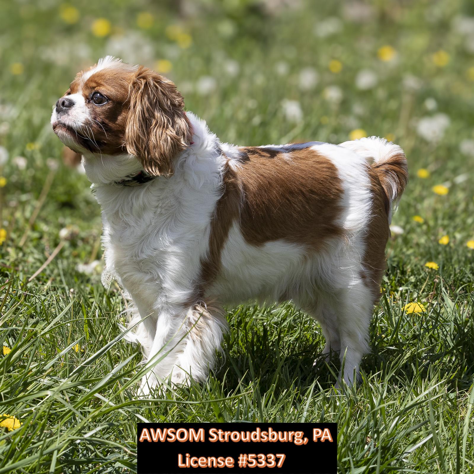 Enlarge Chip, a ADOPTABLE mixed breed in Stroudsburg, PA image 3/3