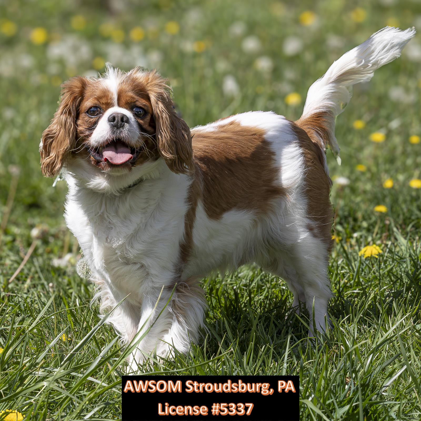 Enlarge Chip, a ADOPTABLE mixed breed in Stroudsburg, PA image 2/3