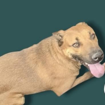 Pacey, Adoptable, Adult Male Mixed Breed.