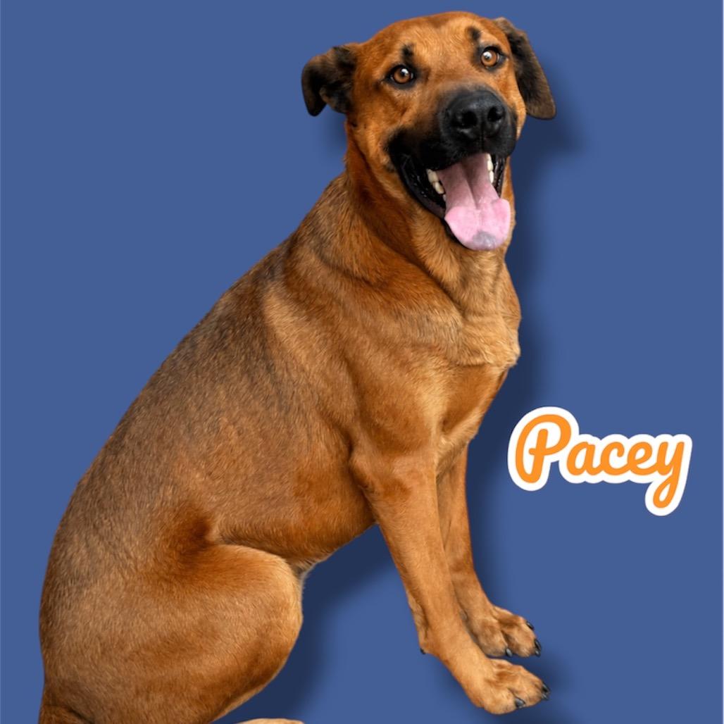 Enlarge Pacey, a Adoptable Mixed Breed in Scottsdale, AZ image 2/2
