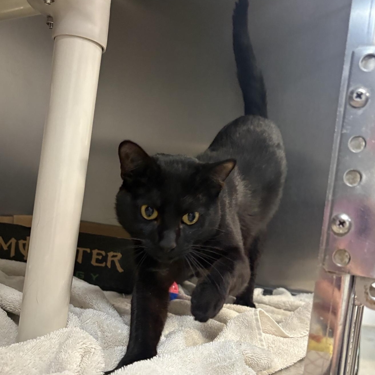 Beetle, an adopted Domestic Short Hair in Saint Charles, MO image 2/3