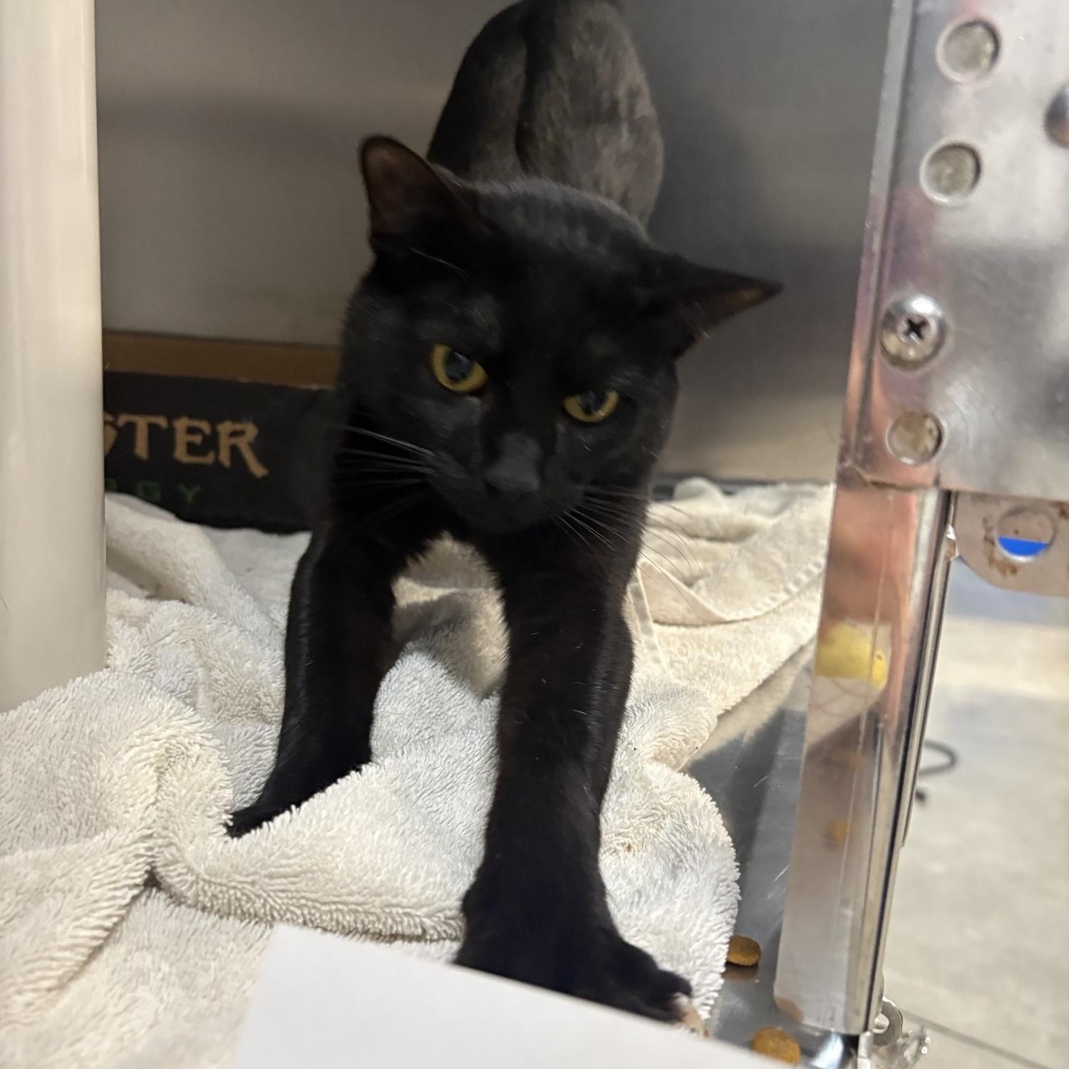 Beetle, an adopted Domestic Short Hair in Saint Charles, MO image 3/3