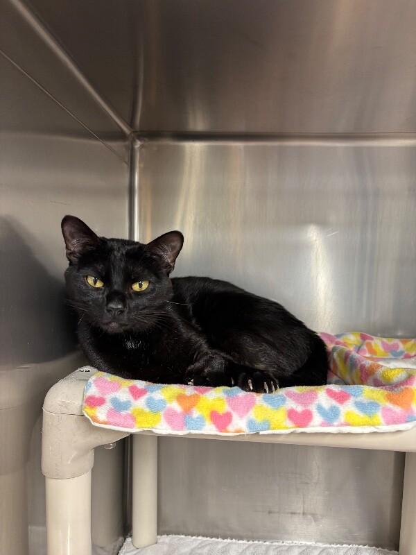 Beetle, adopted, Young Male Domestic Short Hair.
