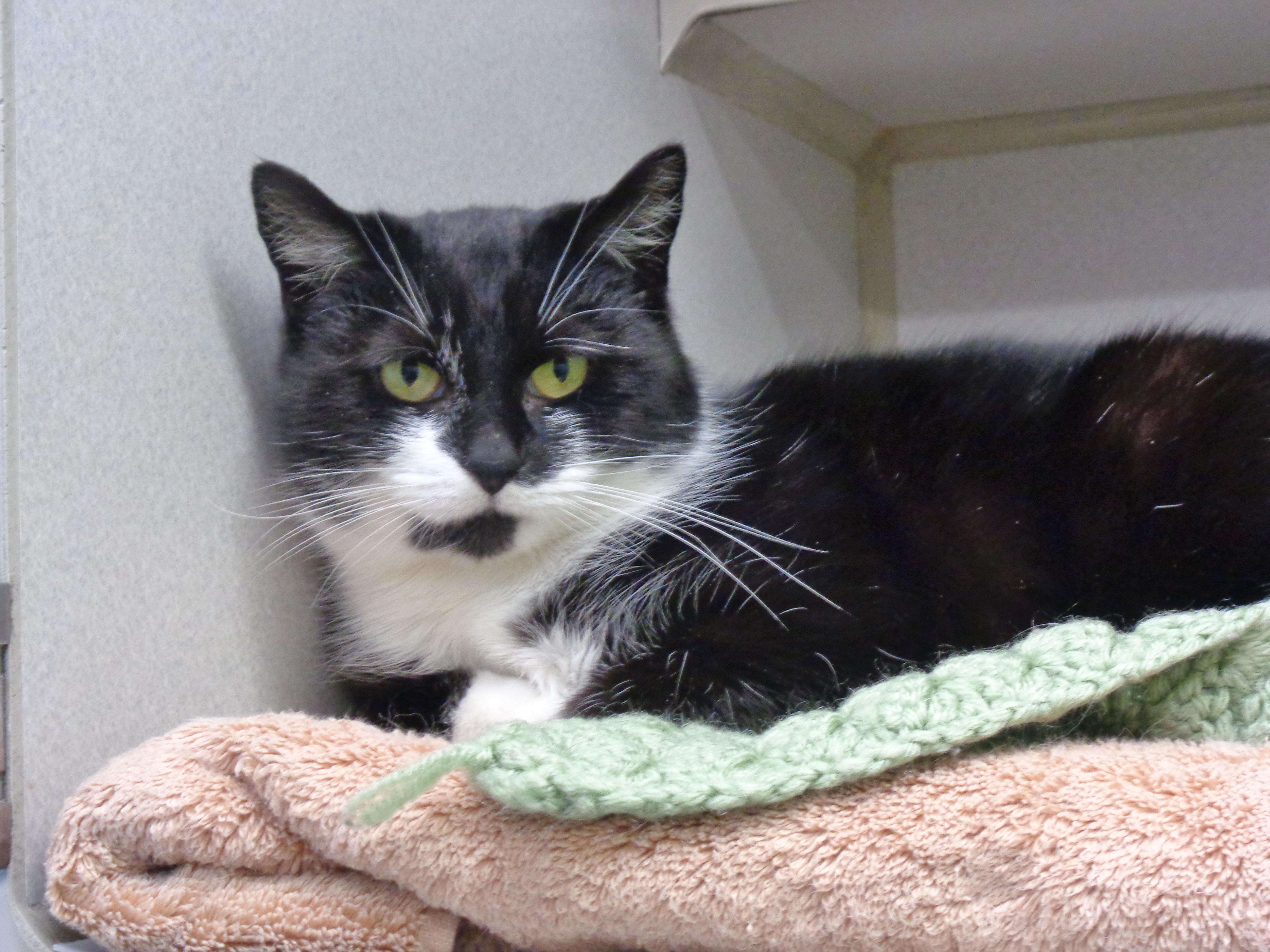 VERONICA, a ADOPTABLE Domestic Short Hair in Delhi, NY image 4/6