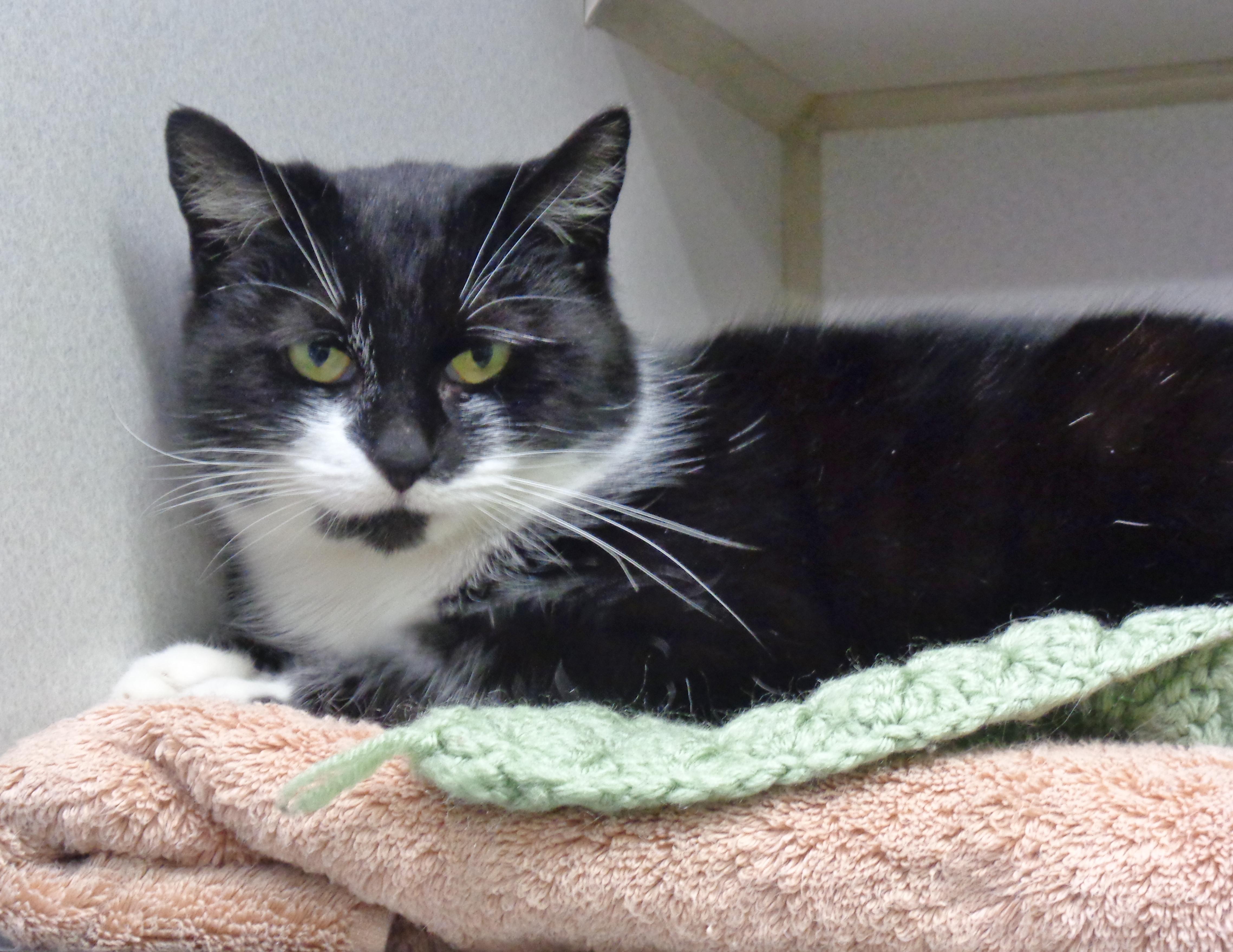 VERONICA, a ADOPTABLE Domestic Short Hair in Delhi, NY image 5/6