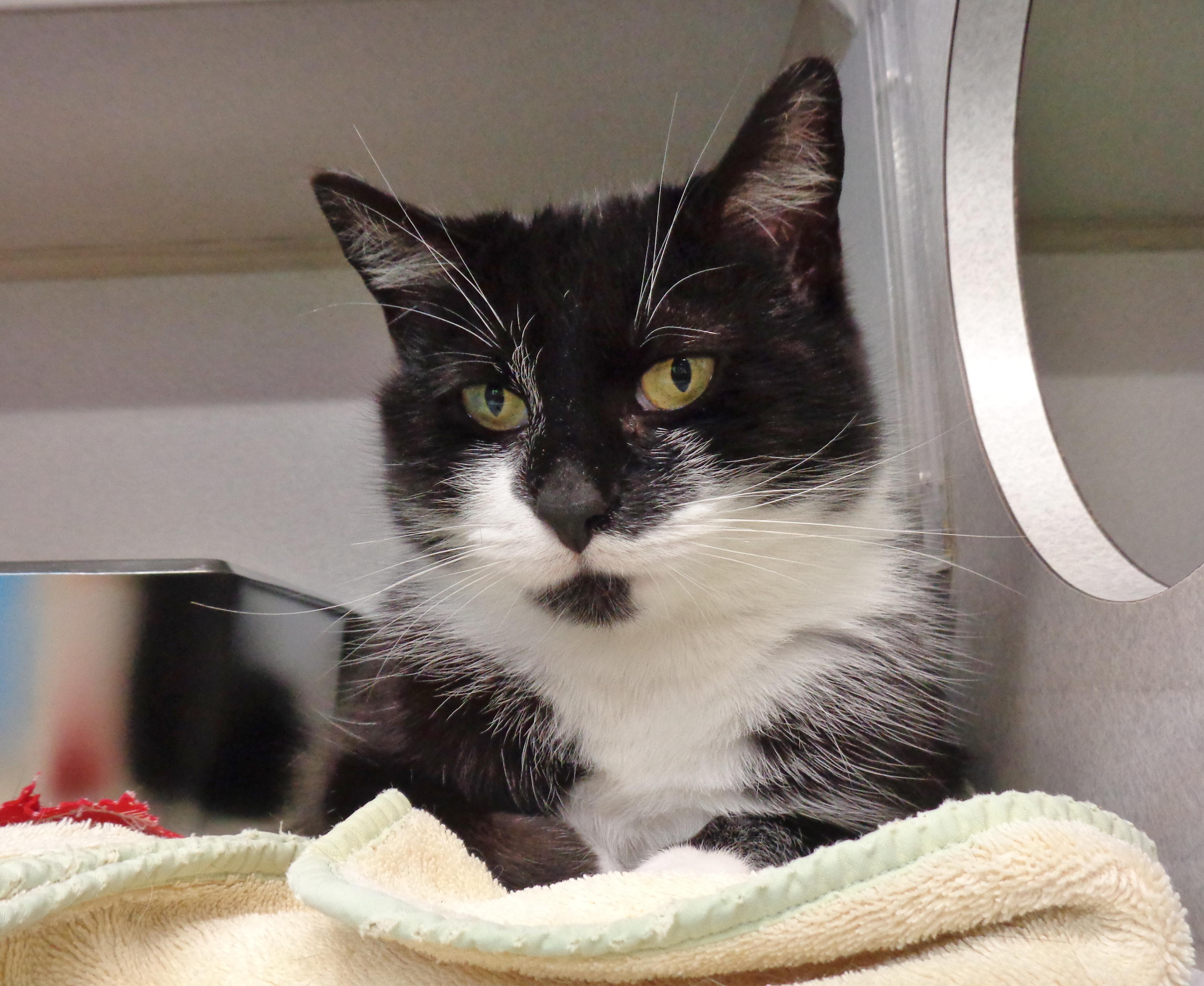 VERONICA, a ADOPTABLE Domestic Short Hair in Delhi, NY image 2/6