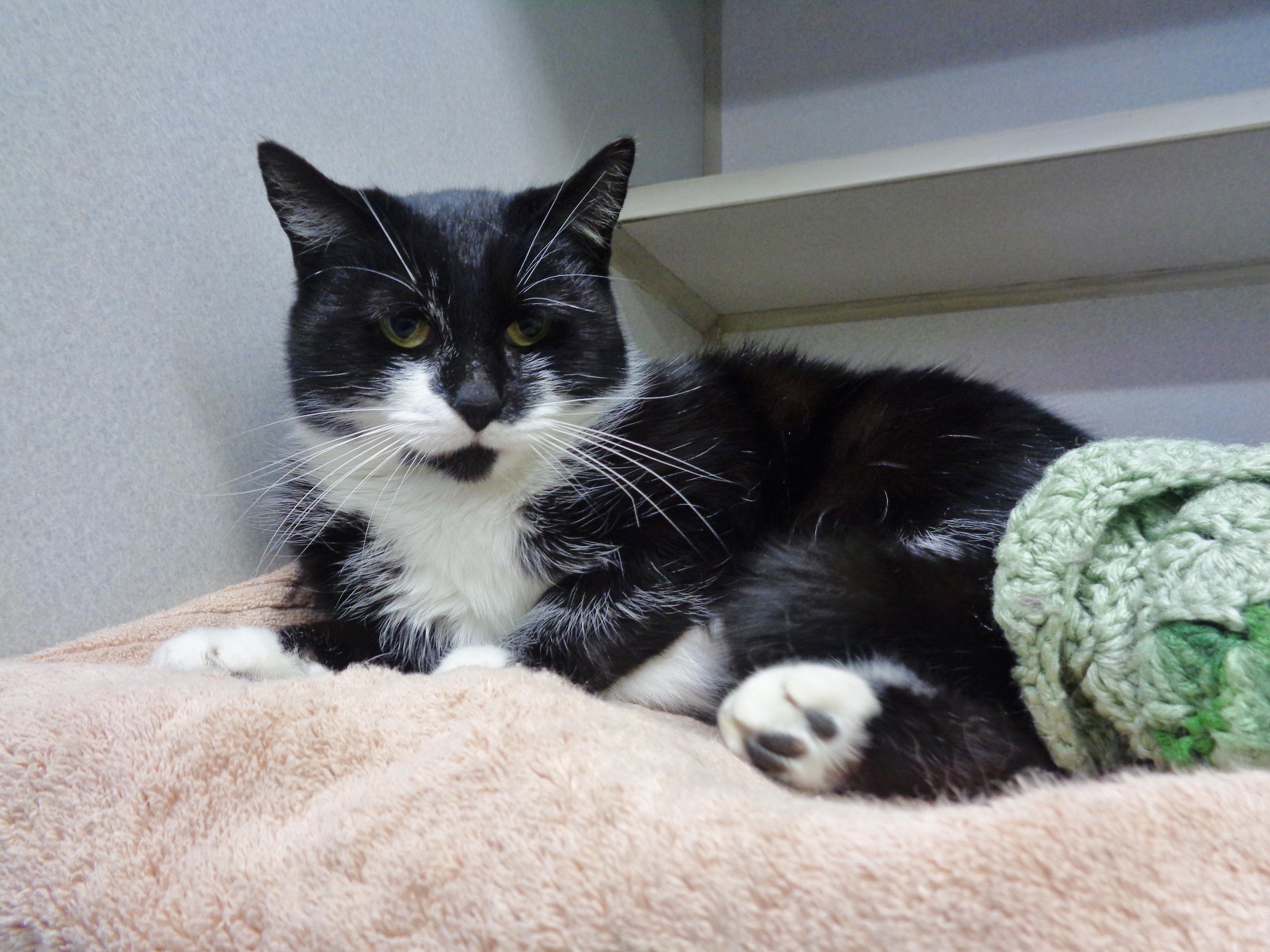 VERONICA, a ADOPTABLE Domestic Short Hair in Delhi, NY image 3/6