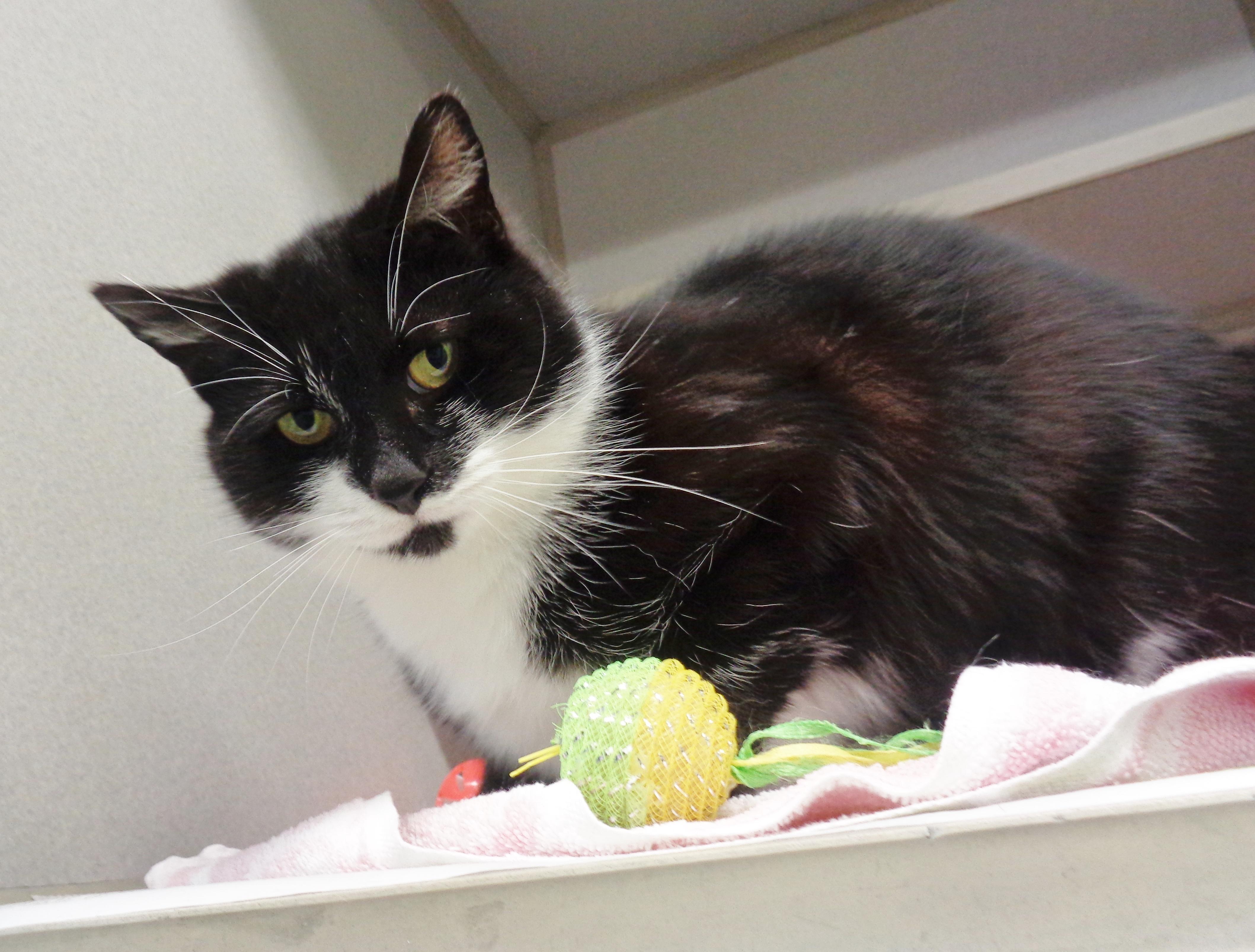 VERONICA, a ADOPTABLE Domestic Short Hair in Delhi, NY image 6/6