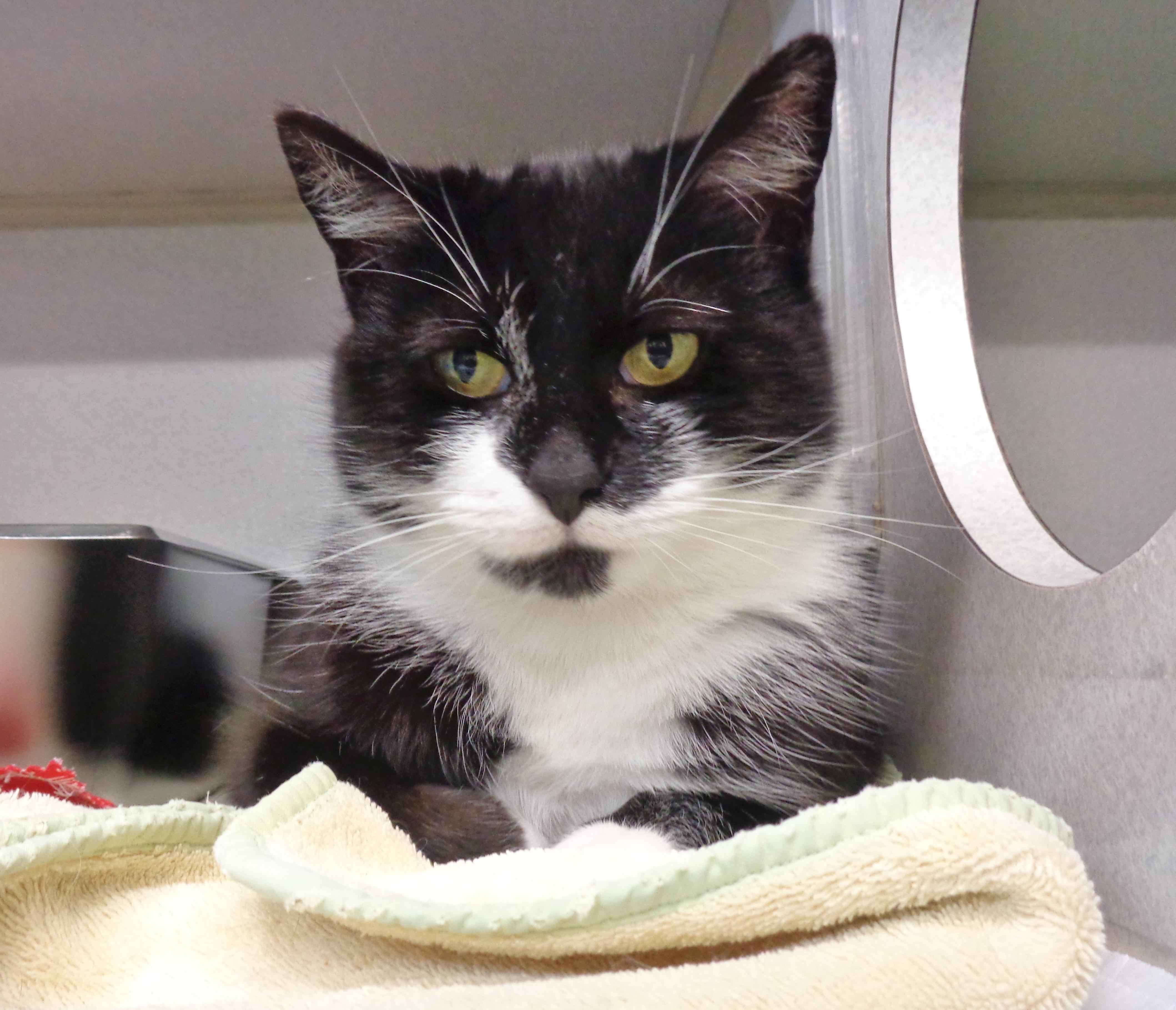 VERONICA, a ADOPTABLE Domestic Short Hair in Delhi, NY image 1/6