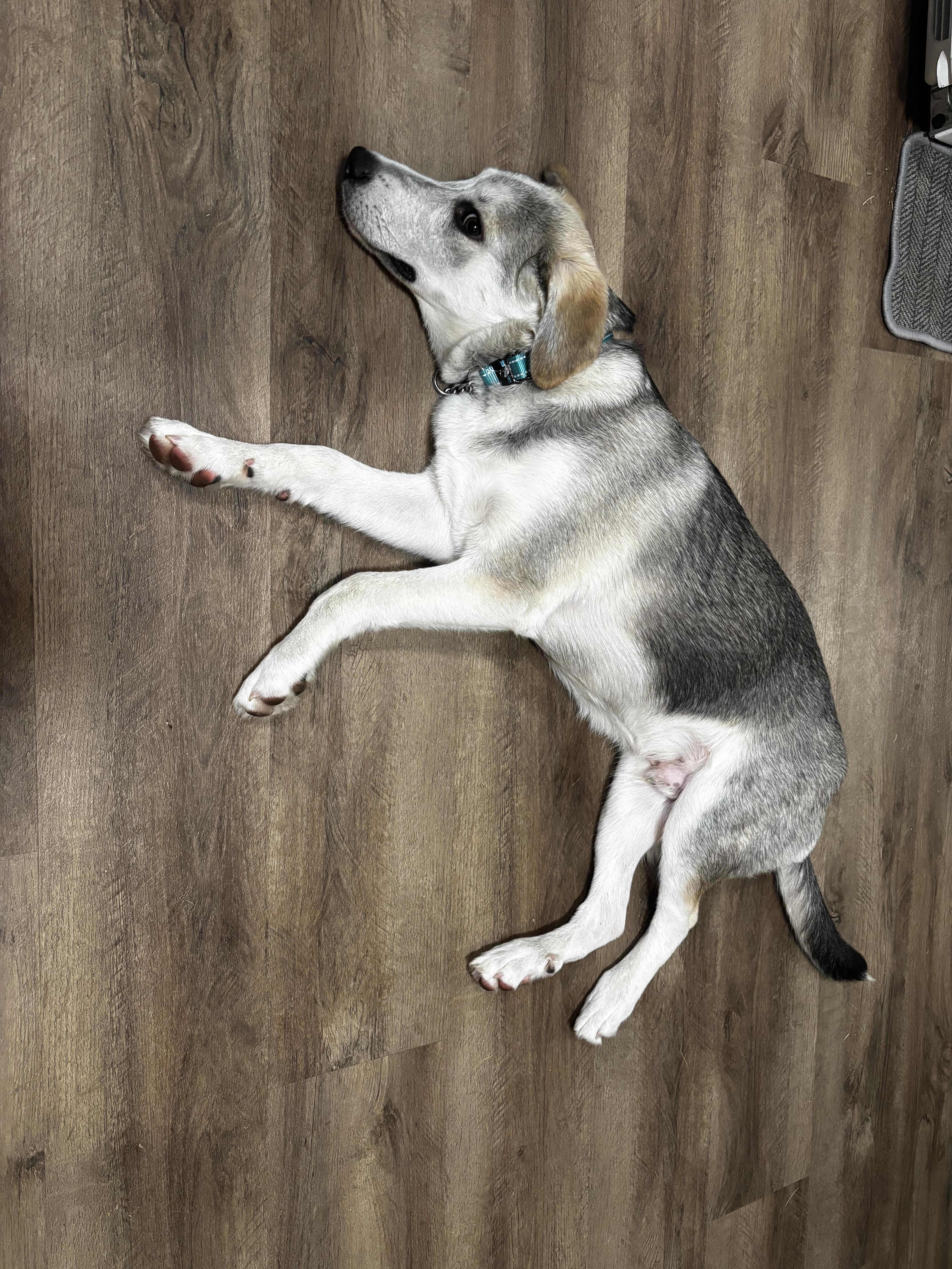 Enlarge Rocky, a Adoptable mixed breed in Paoli, IN image 3/5