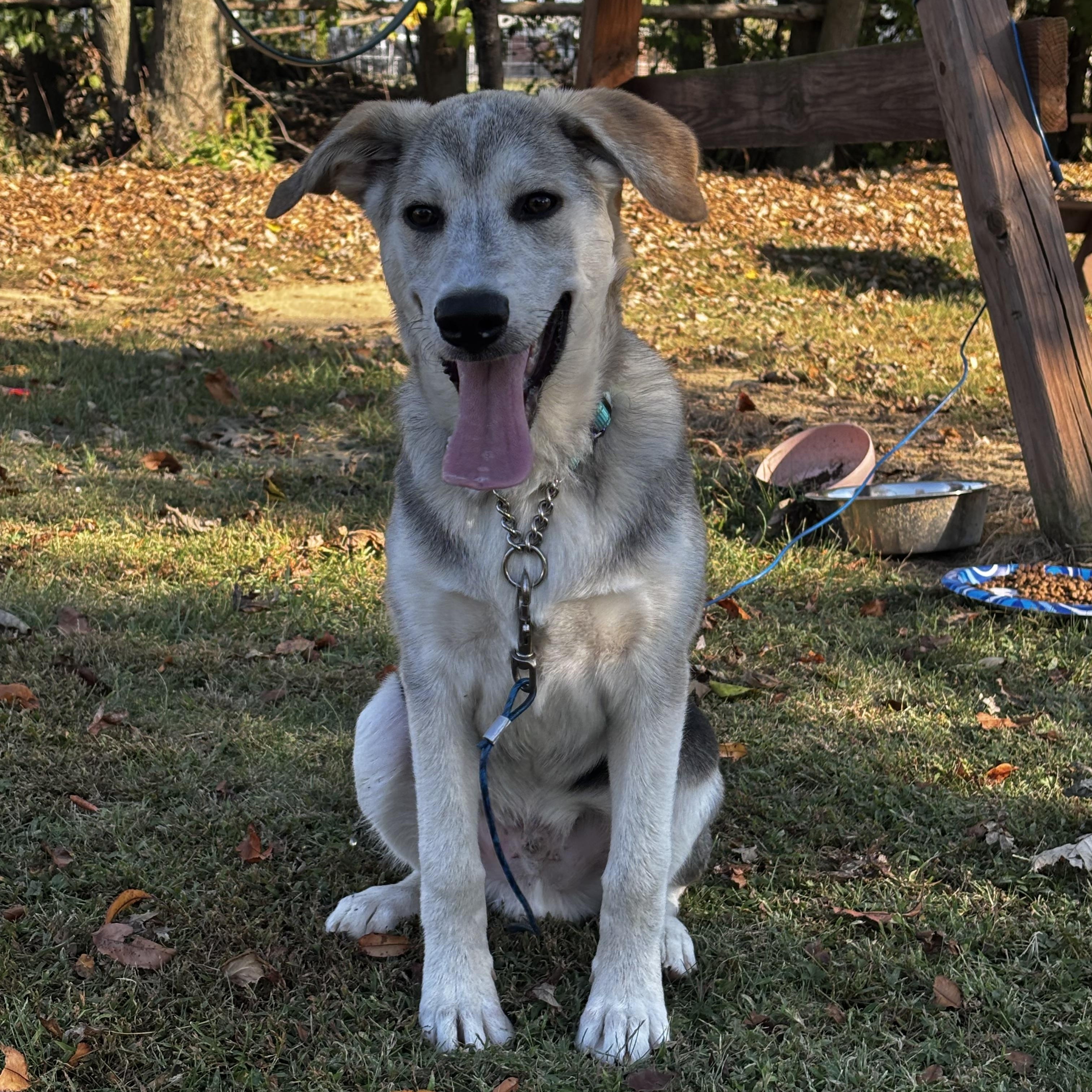 Rocky, Adoptable, Puppy Male German Shepherd Dog & Siberian Husky.