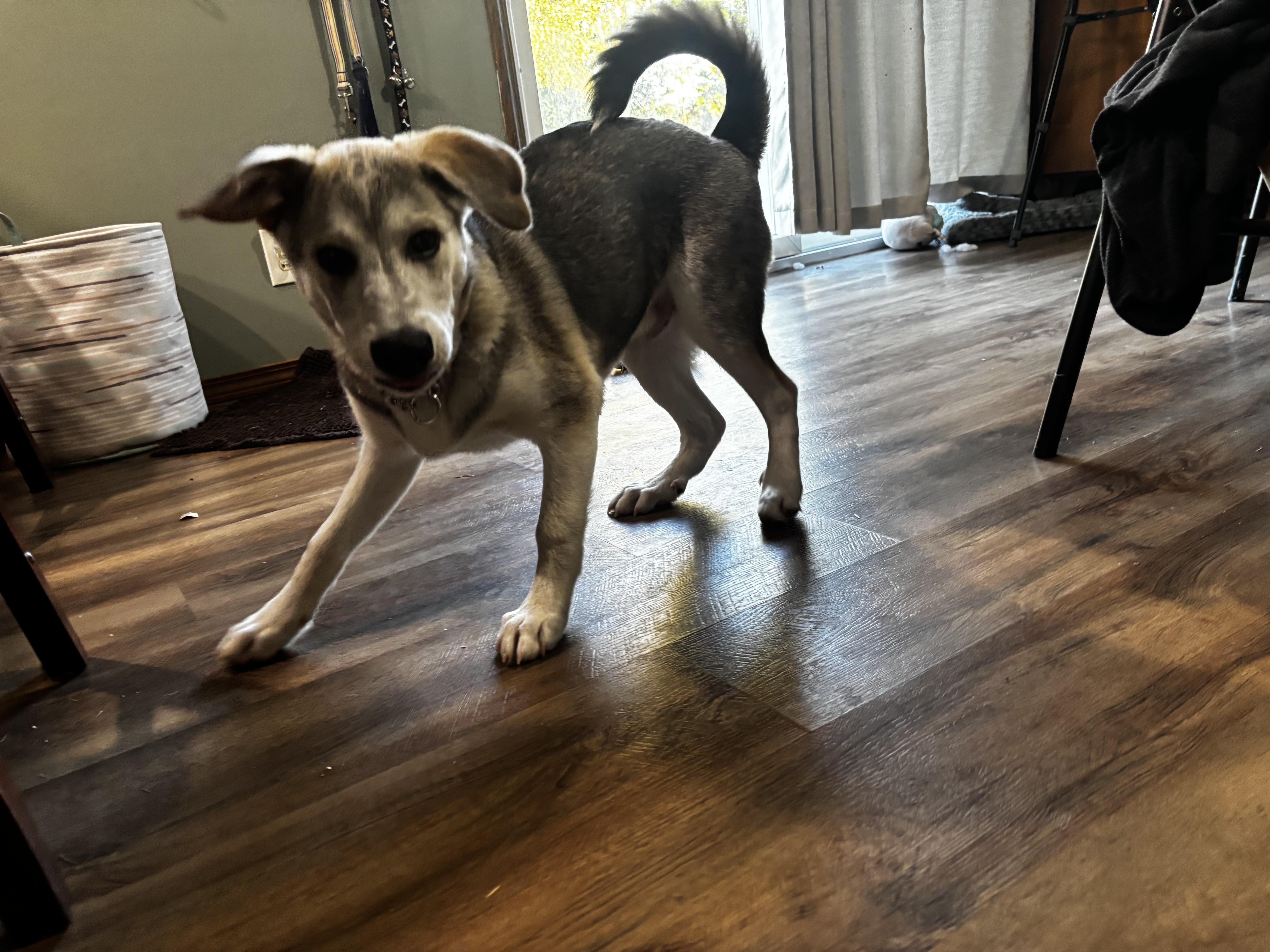 Enlarge Rocky, a Adoptable mixed breed in Paoli, IN image 4/5