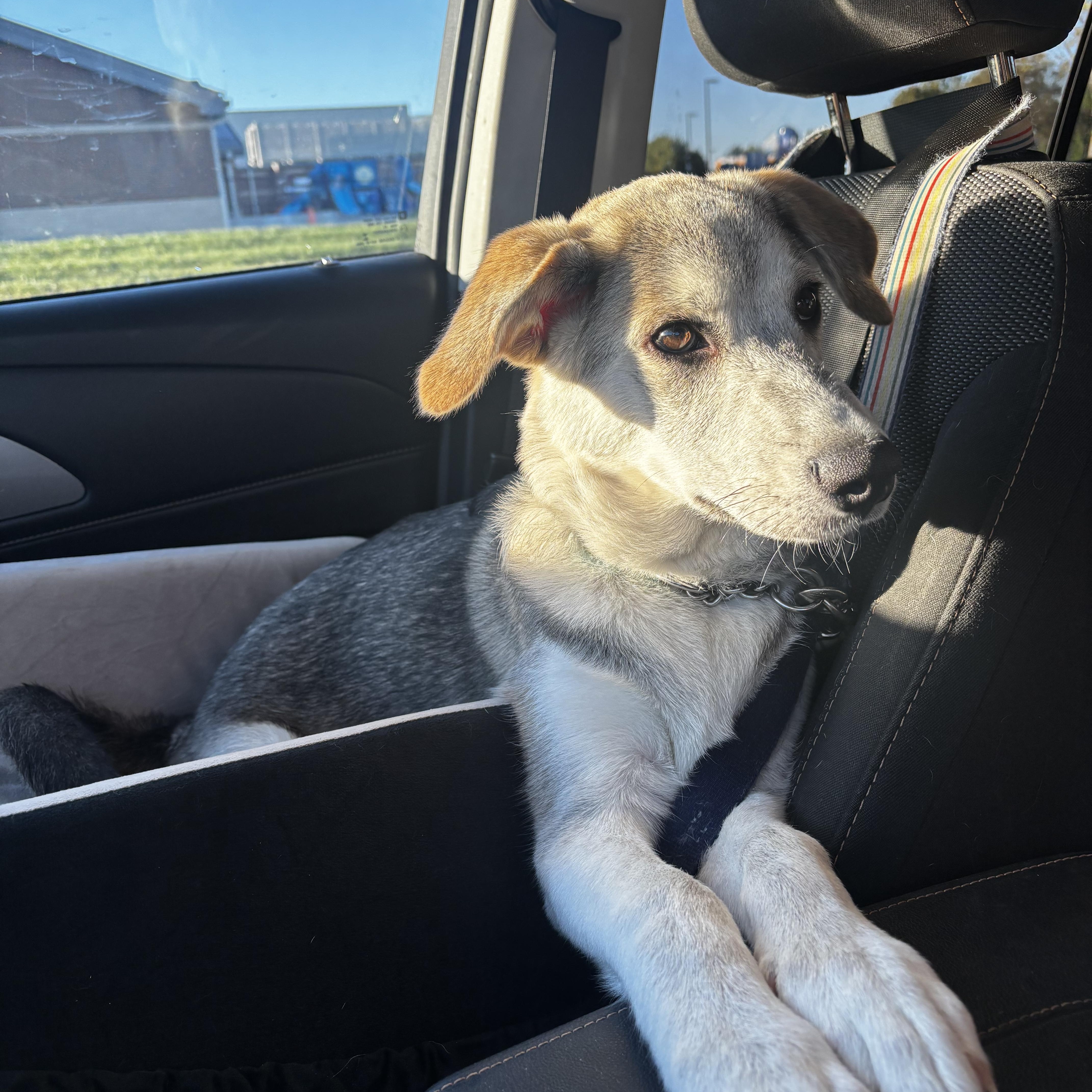 Enlarge Rocky, a Adoptable mixed breed in Paoli, IN image 2/5