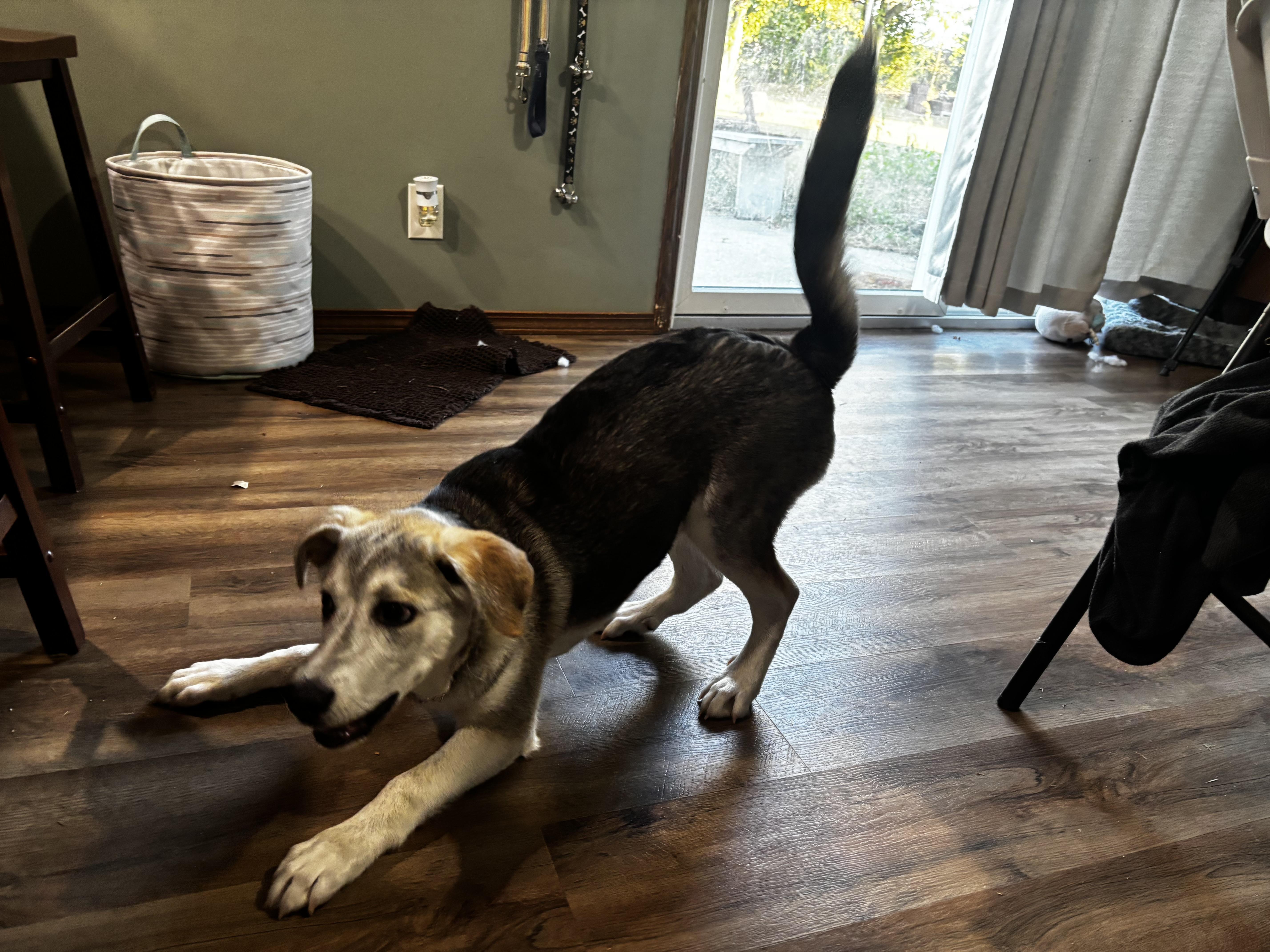 Enlarge Rocky, a Adoptable mixed breed in Paoli, IN image 5/5