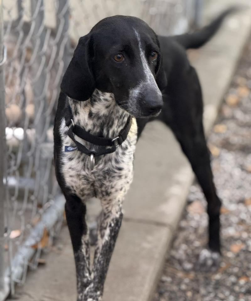 Enlarge Oreo, a Adoptable Bluetick Coonhound in Bolivia, NC image 1/3