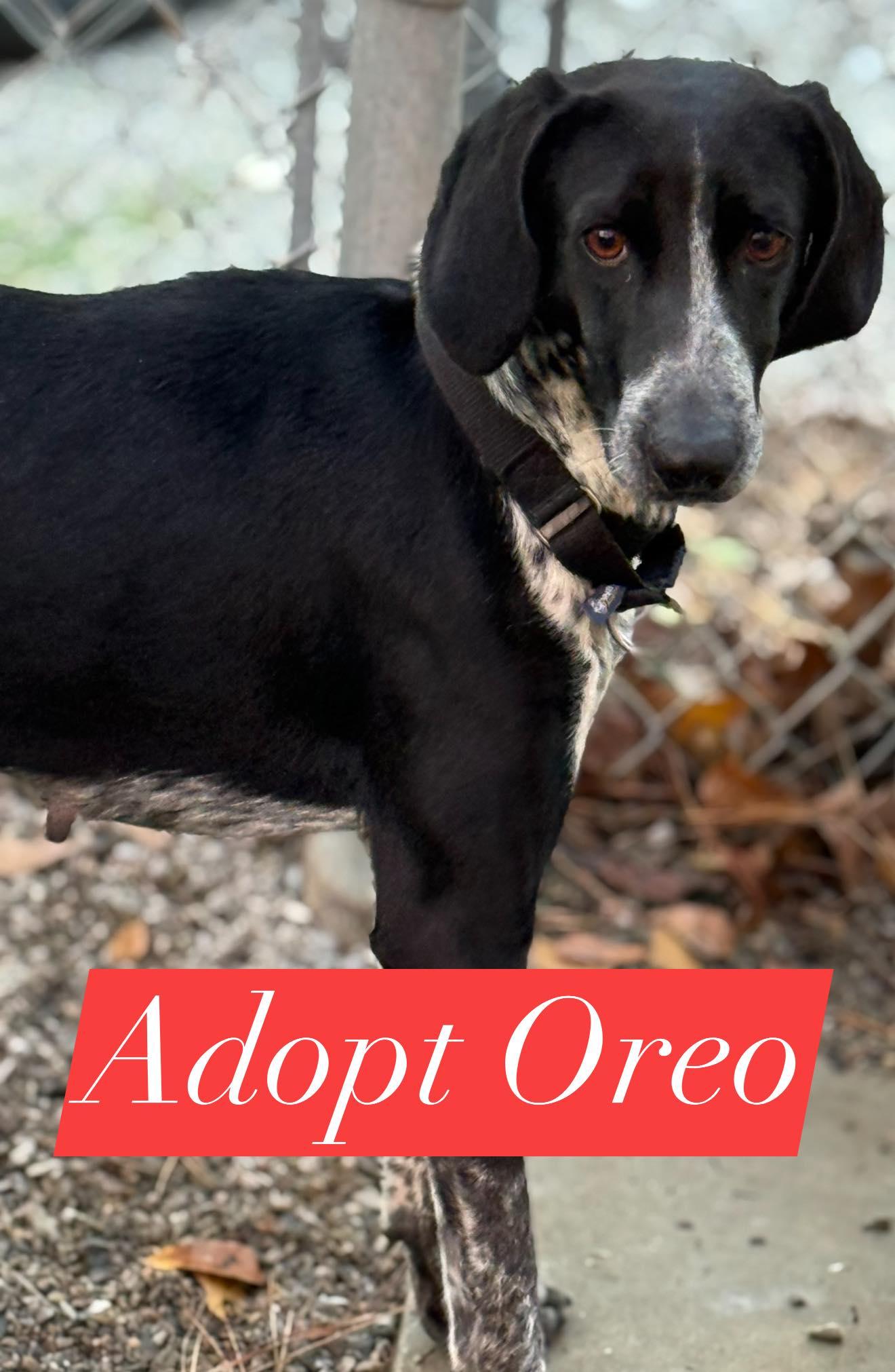 Enlarge Oreo, a Adoptable Bluetick Coonhound in Bolivia, NC image 2/3