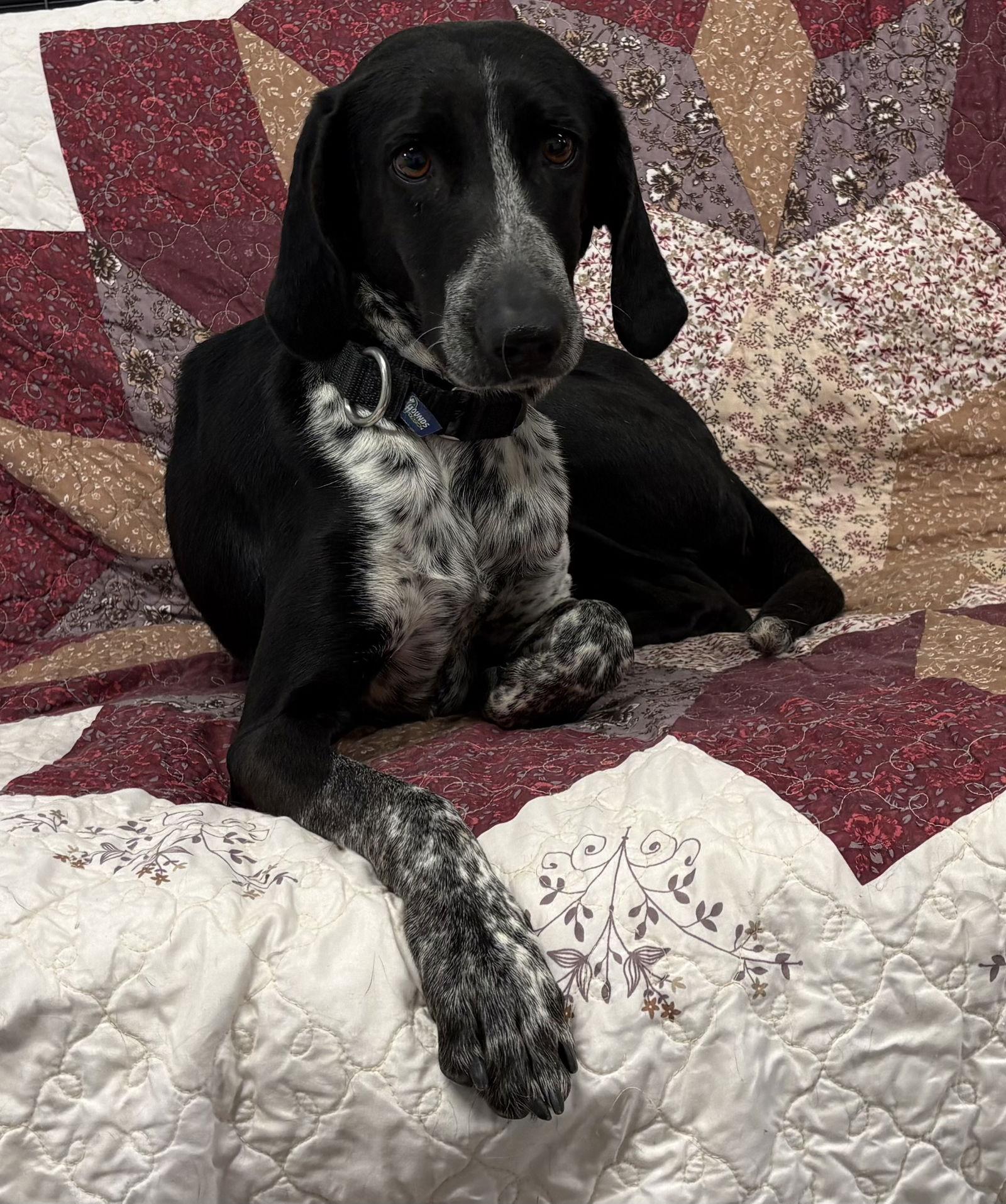 Enlarge Oreo, a Adoptable Bluetick Coonhound in Bolivia, NC image 3/3