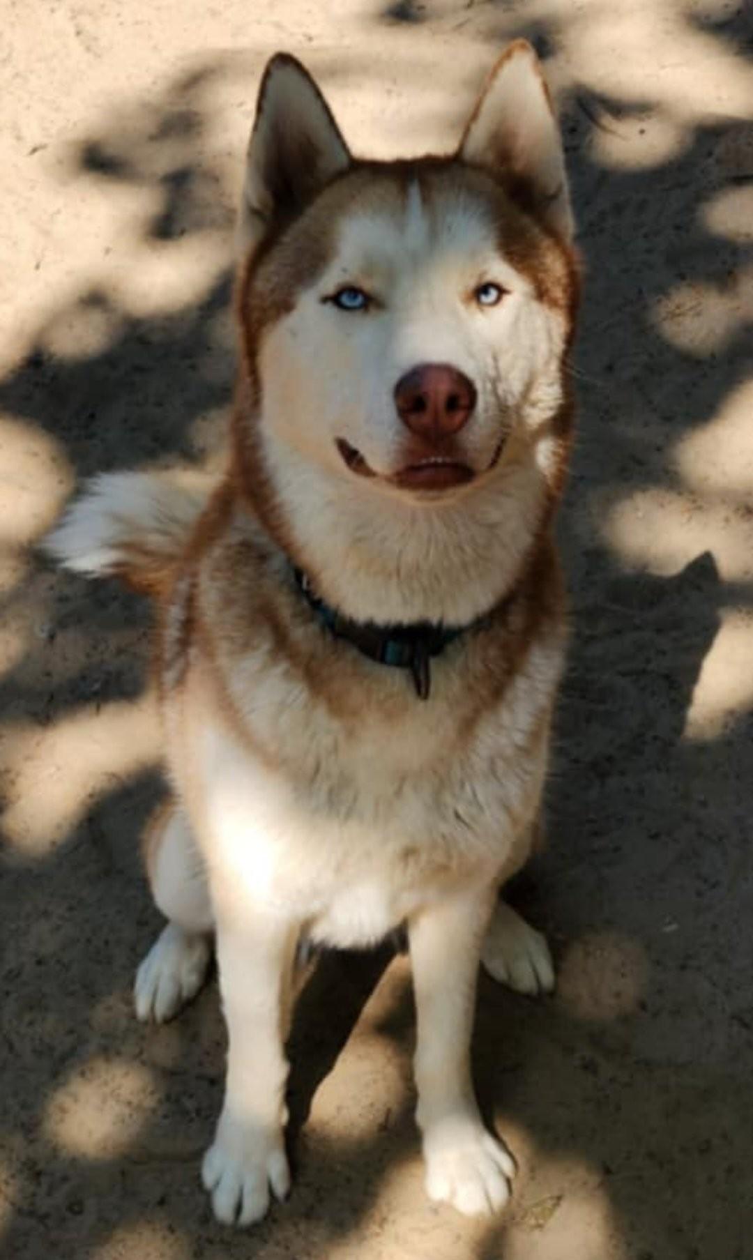 Cedar, Young Male Siberian Husky