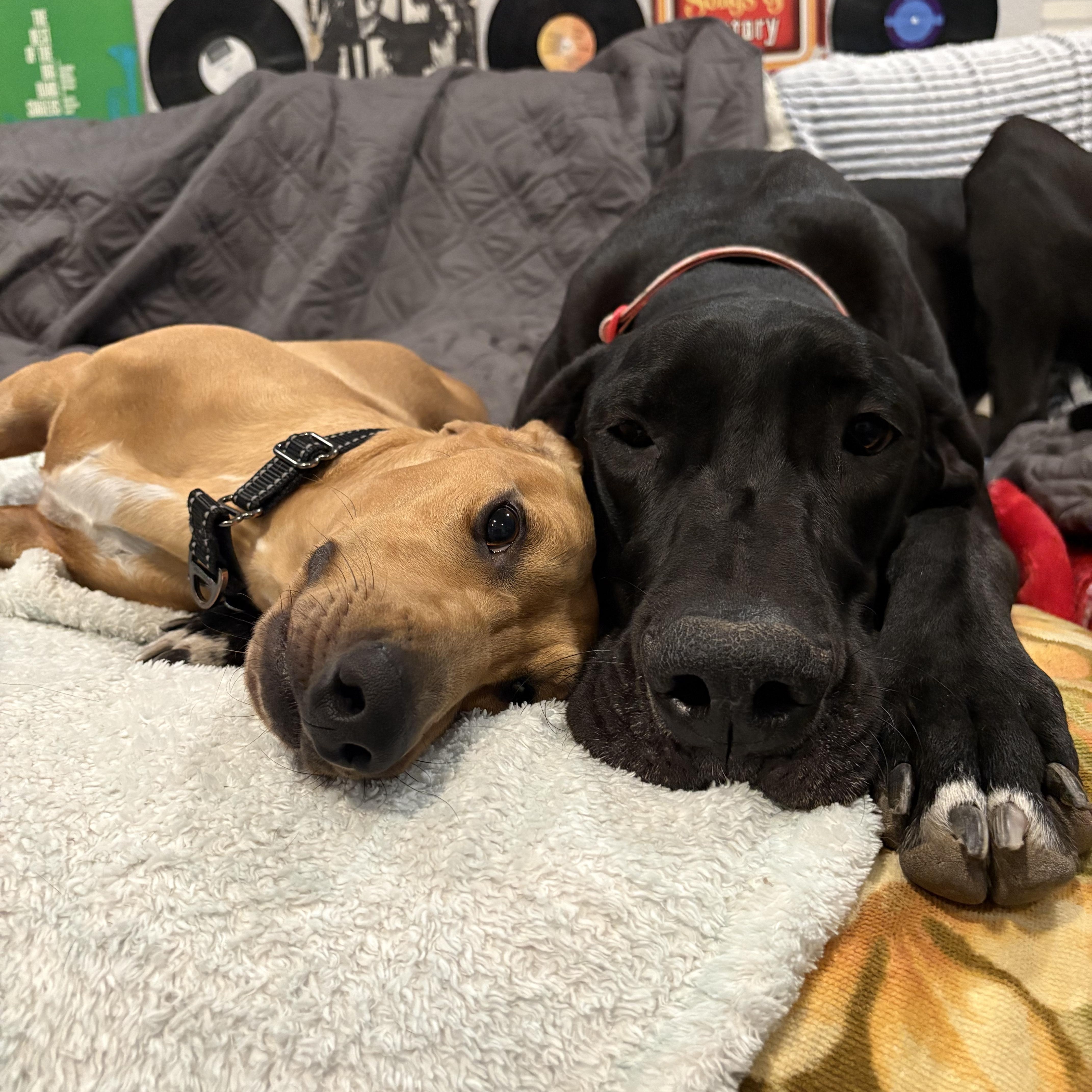 Enlarge RAVEN, a Adoptable Great Dane in Tempe, AZ image 6/6