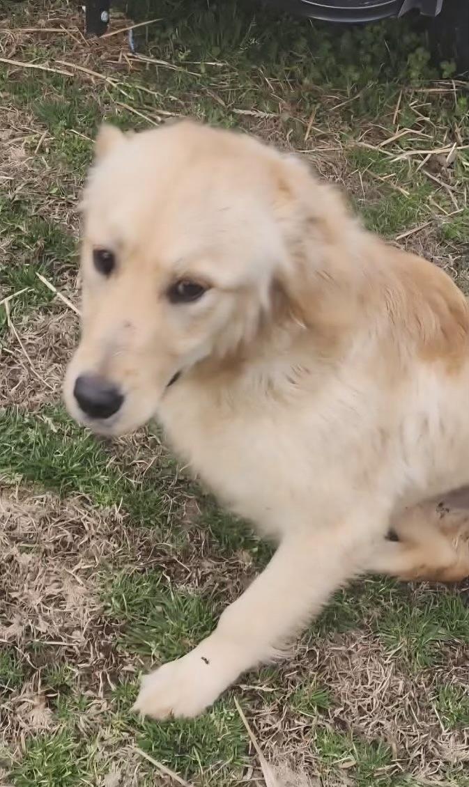 Val, a ADOPTABLE Golden Retriever in Manhasset, NY image 5/5