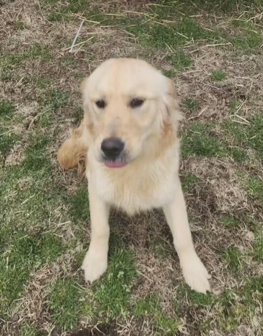 Val, a ADOPTABLE Golden Retriever in Manhasset, NY image 2/5