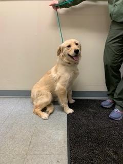Val, ADOPTABLE, Young Female Golden Retriever.
