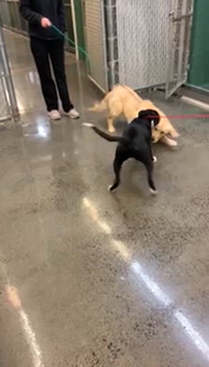 Enlarge Val, a ADOPTABLE Golden Retriever in Manhasset, NY video 4/5