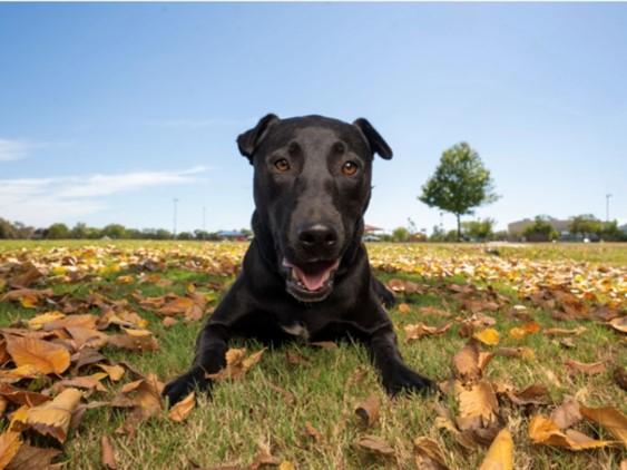 EBONY - GORGEOUS GIRL!, a Adoptable mixed breed in Boston, MA image 2/4