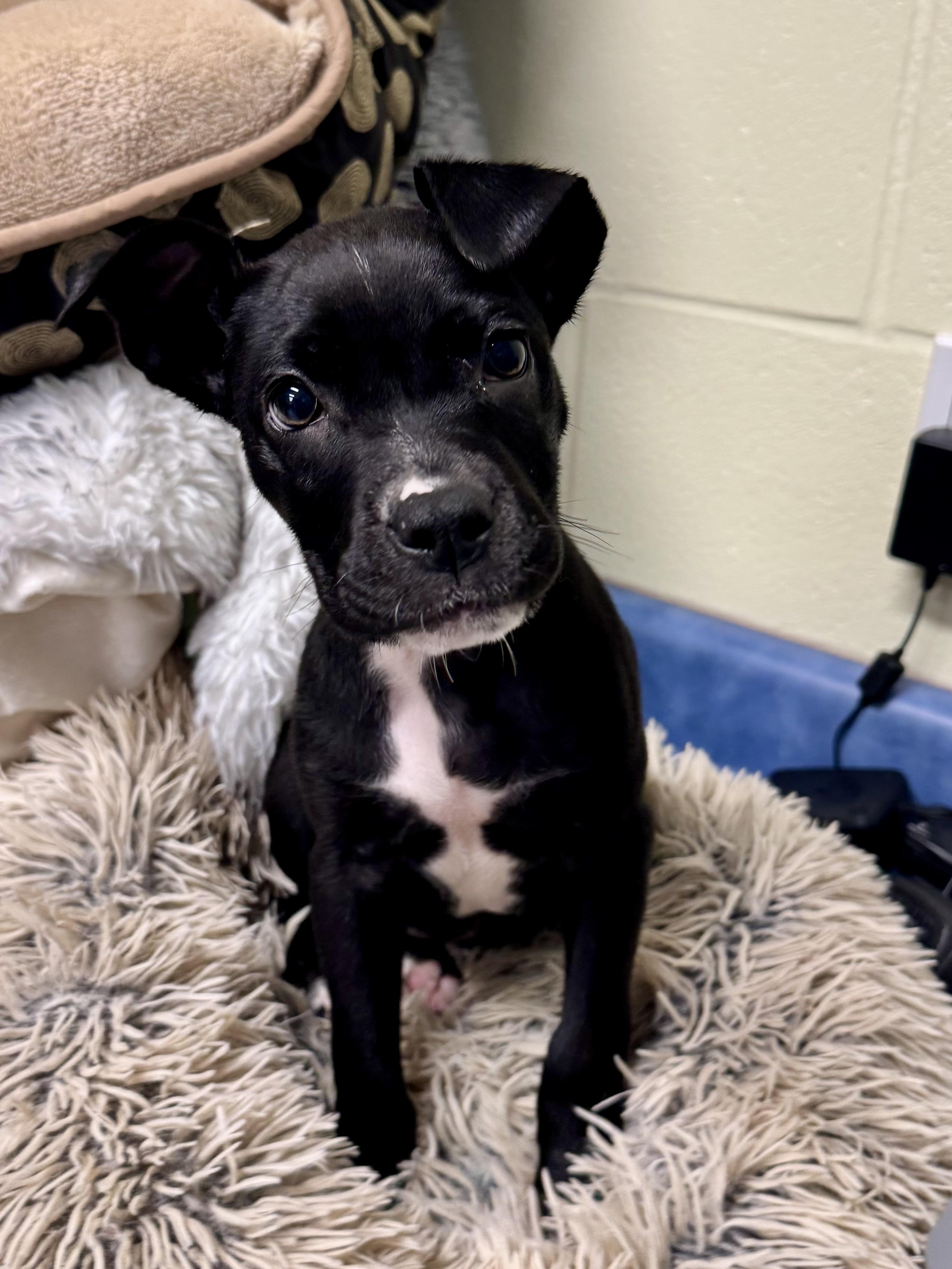 Flare, adopted, Puppy Female Mixed Breed.