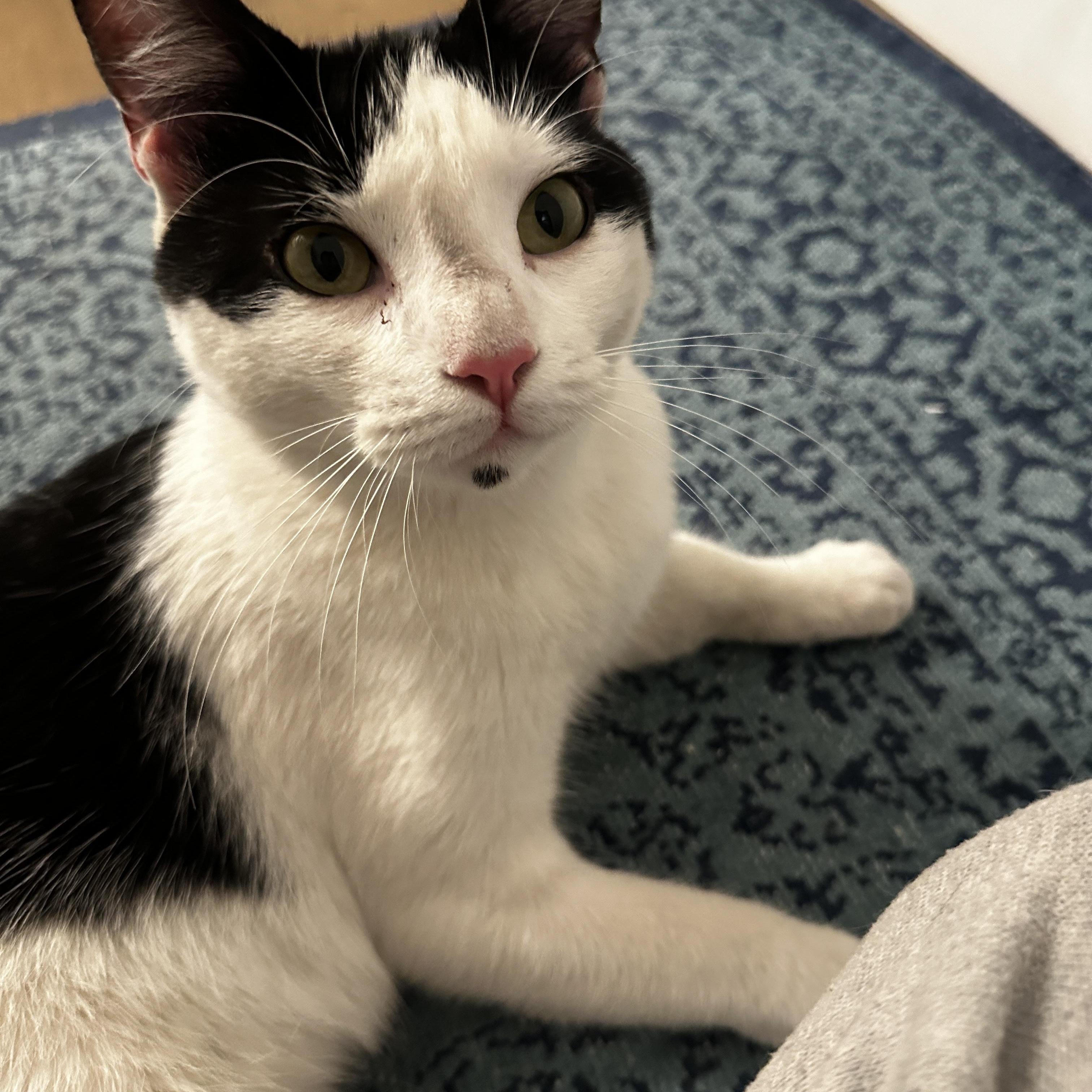 Enlarge Cooper, a Adopted Domestic Short Hair in Sherman Oaks, CA image 3/6
