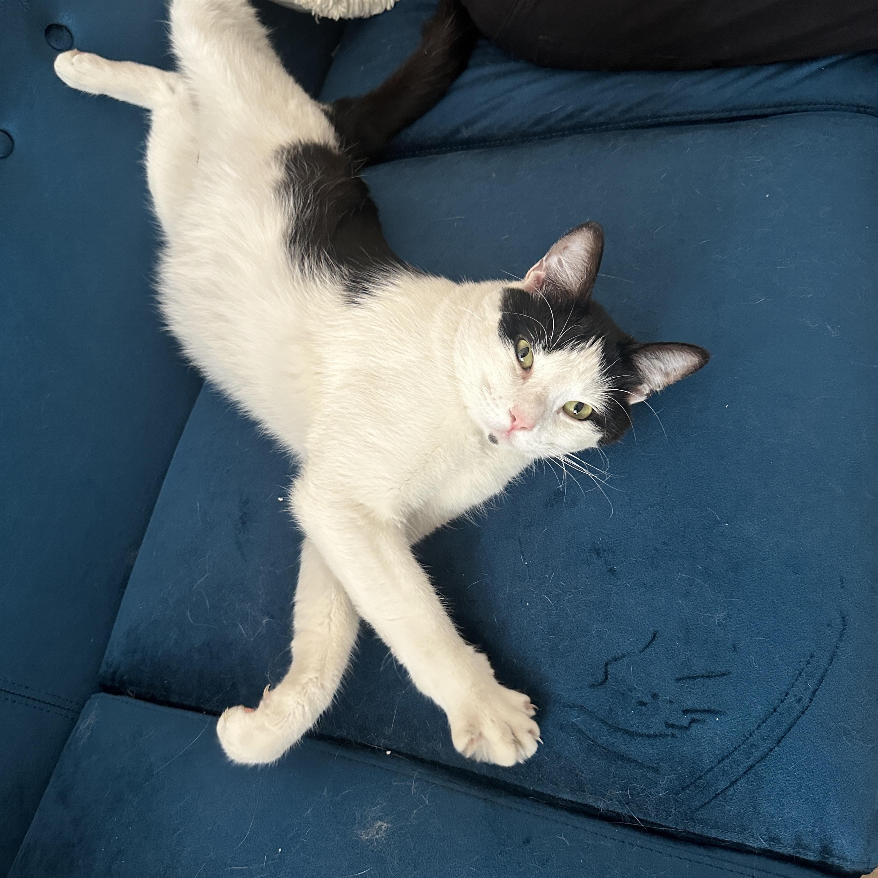 Enlarge Cooper, a Adopted Domestic Short Hair in Sherman Oaks, CA image 1/6