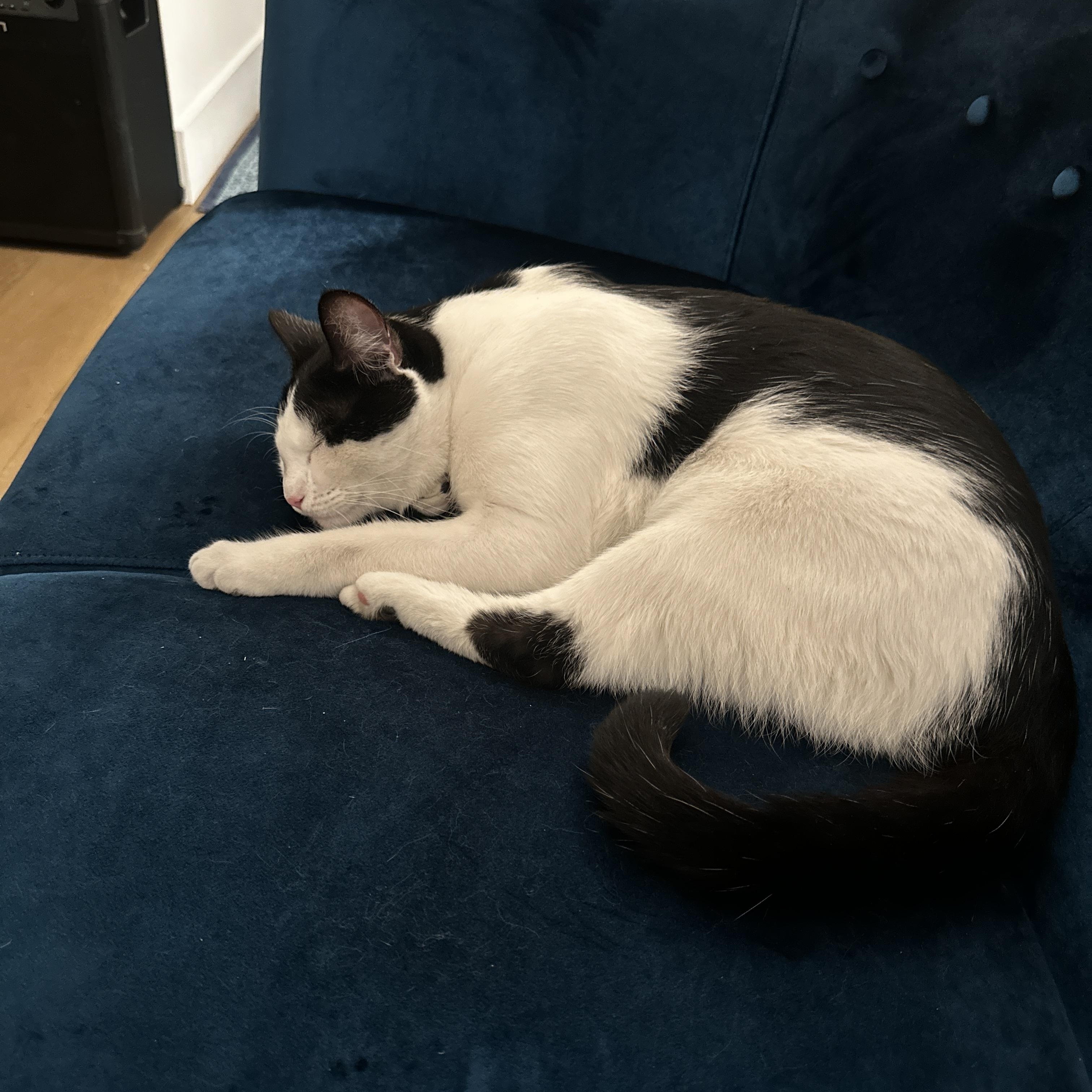 Enlarge Cooper, a Adopted Domestic Short Hair in Sherman Oaks, CA image 5/6