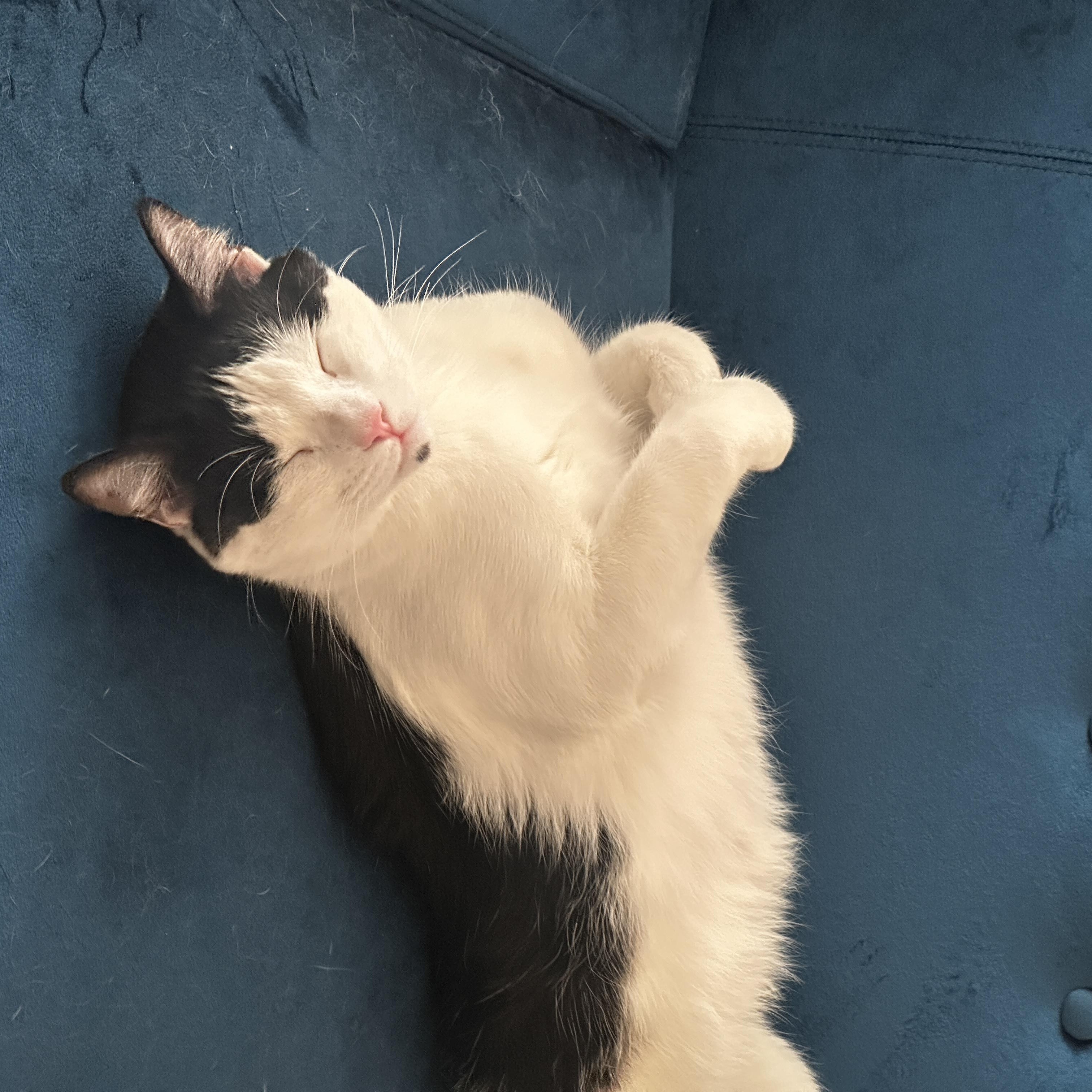Enlarge Cooper, a Adopted Domestic Short Hair in Sherman Oaks, CA image 6/6
