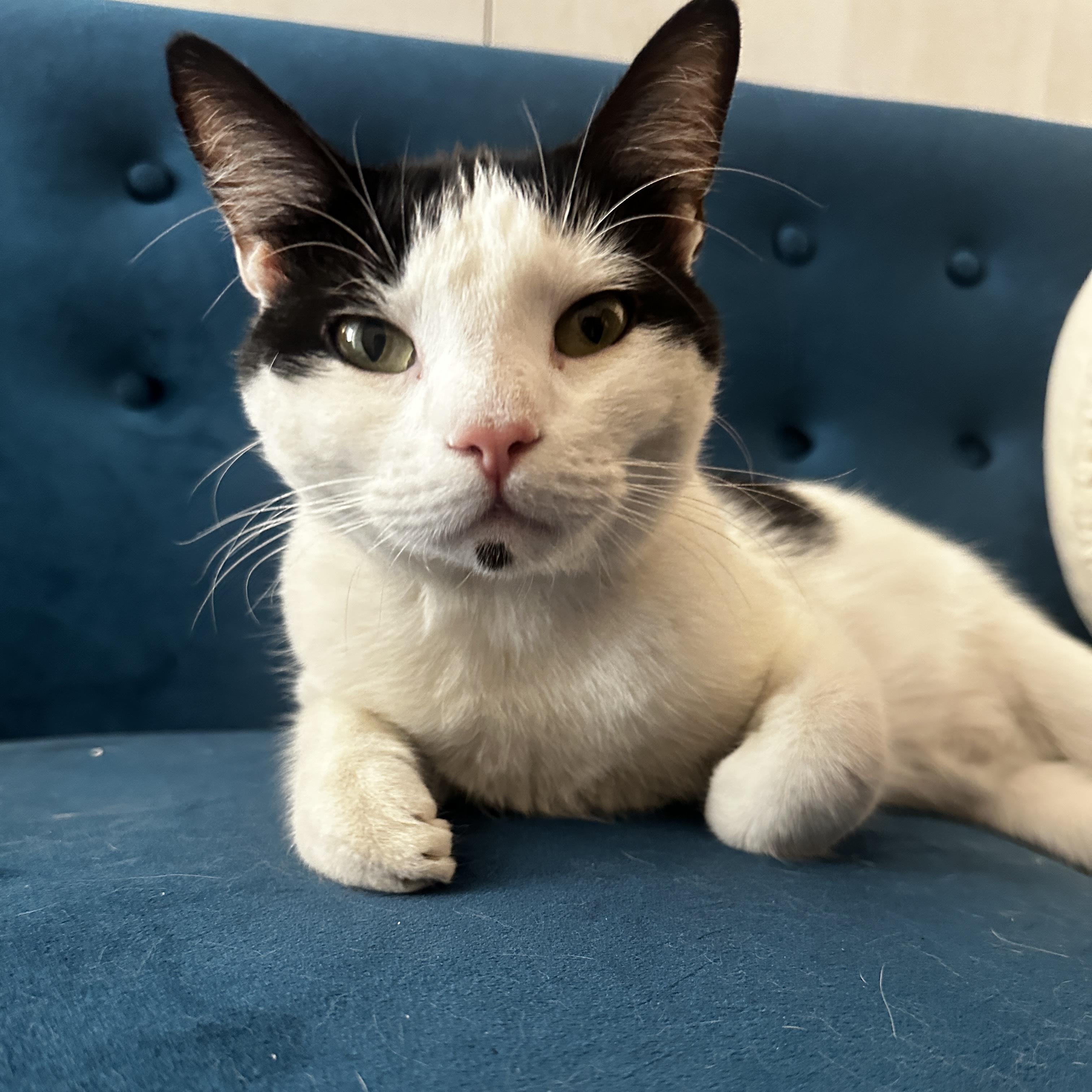 Enlarge Cooper, a Adopted Domestic Short Hair in Sherman Oaks, CA image 4/6