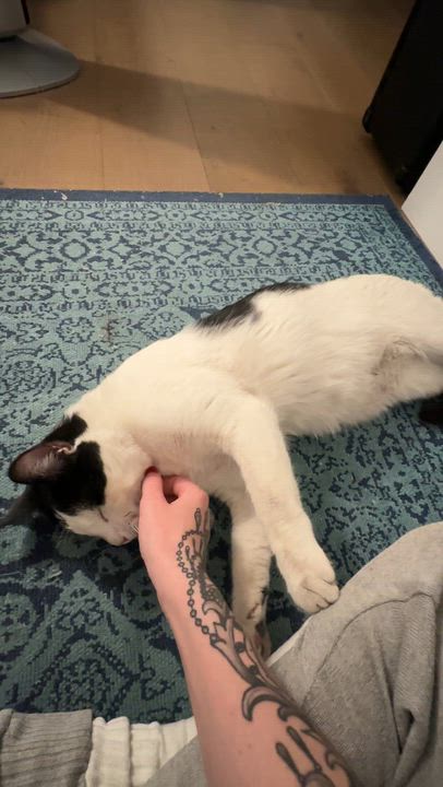 Enlarge Cooper, a Adopted Domestic Short Hair in Sherman Oaks, CA video 2/6