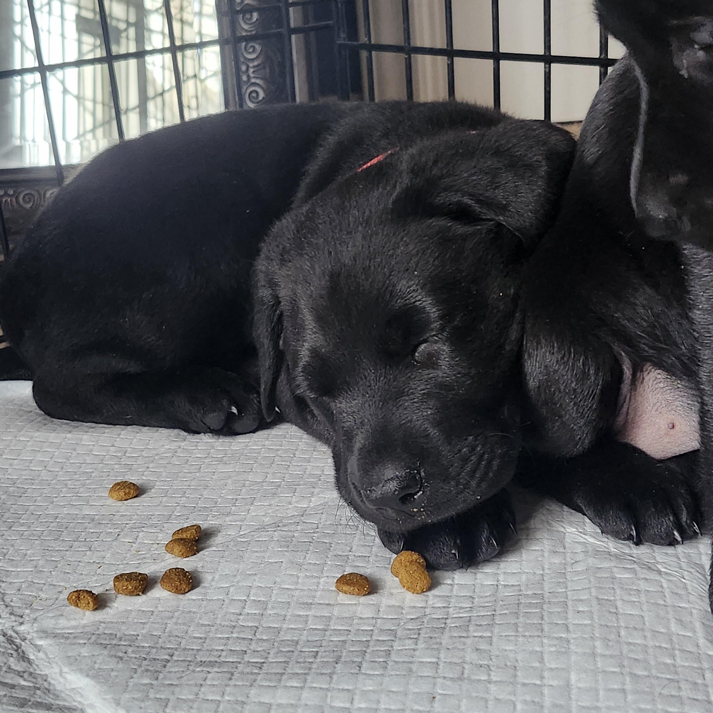 Enlarge Sleepy, an adopted Labrador Retriever in Indianapolis, IN image 3/4
