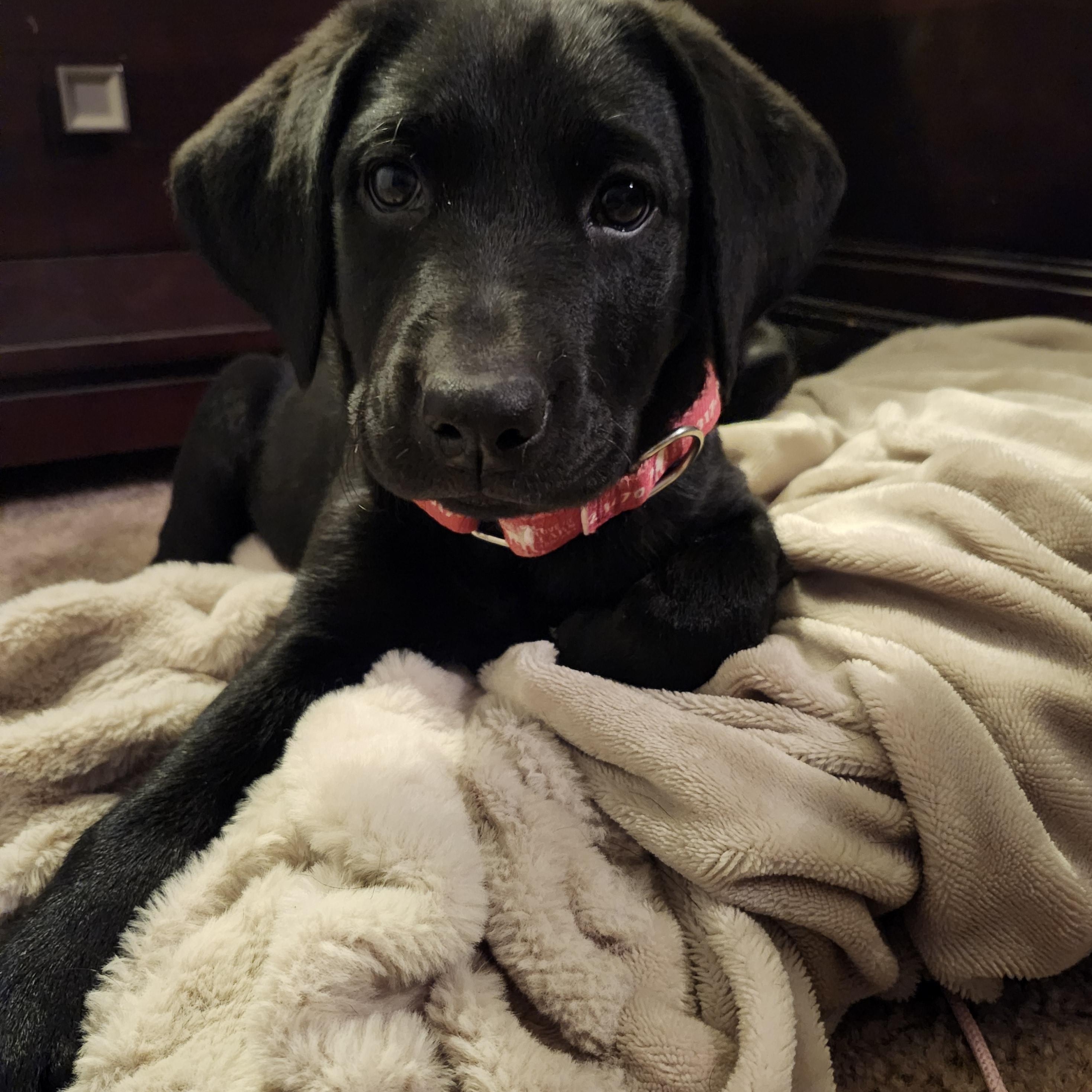 Sleepy, adopted, Puppy Female Labrador Retriever.