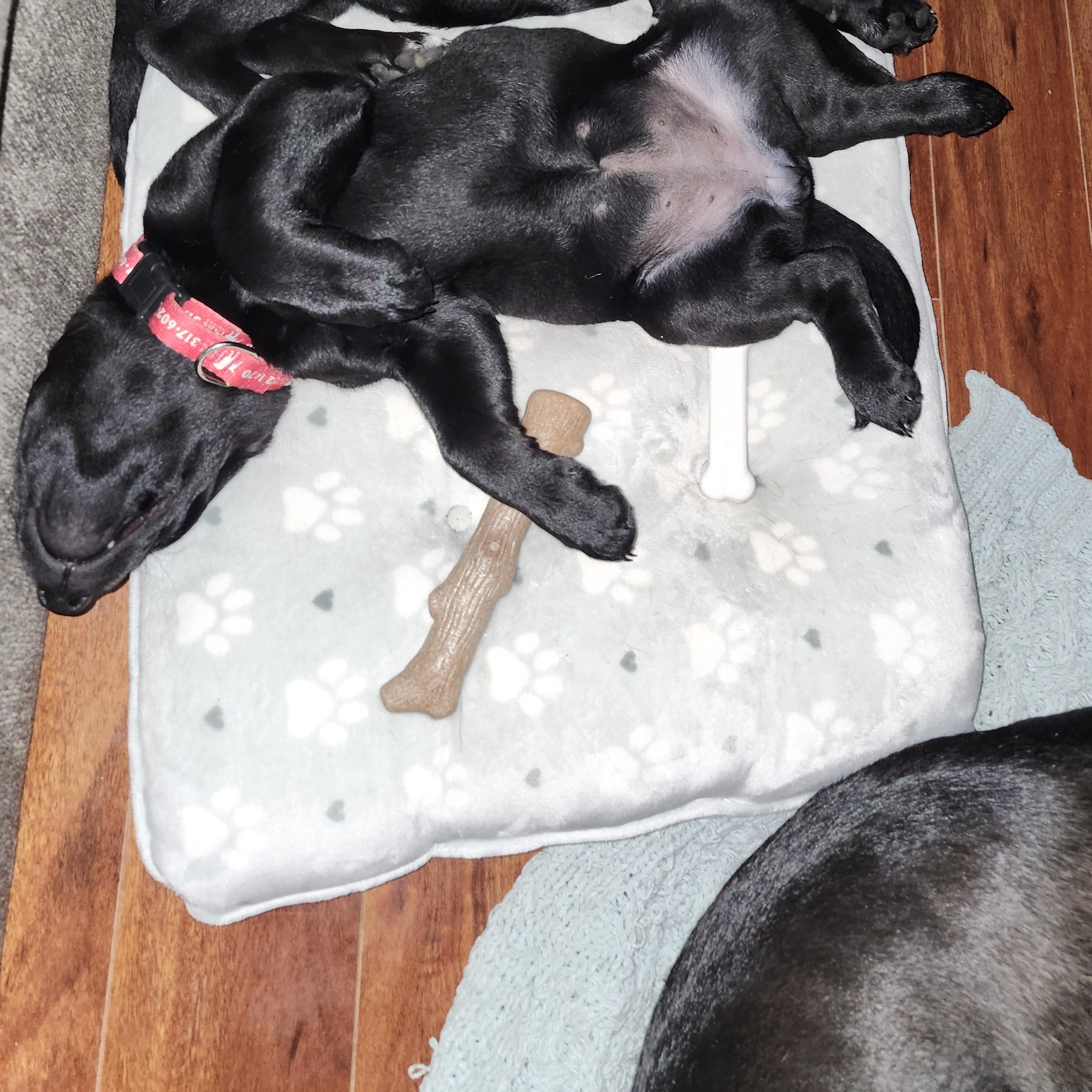 Enlarge Sleepy, an adopted Labrador Retriever in Indianapolis, IN image 2/4