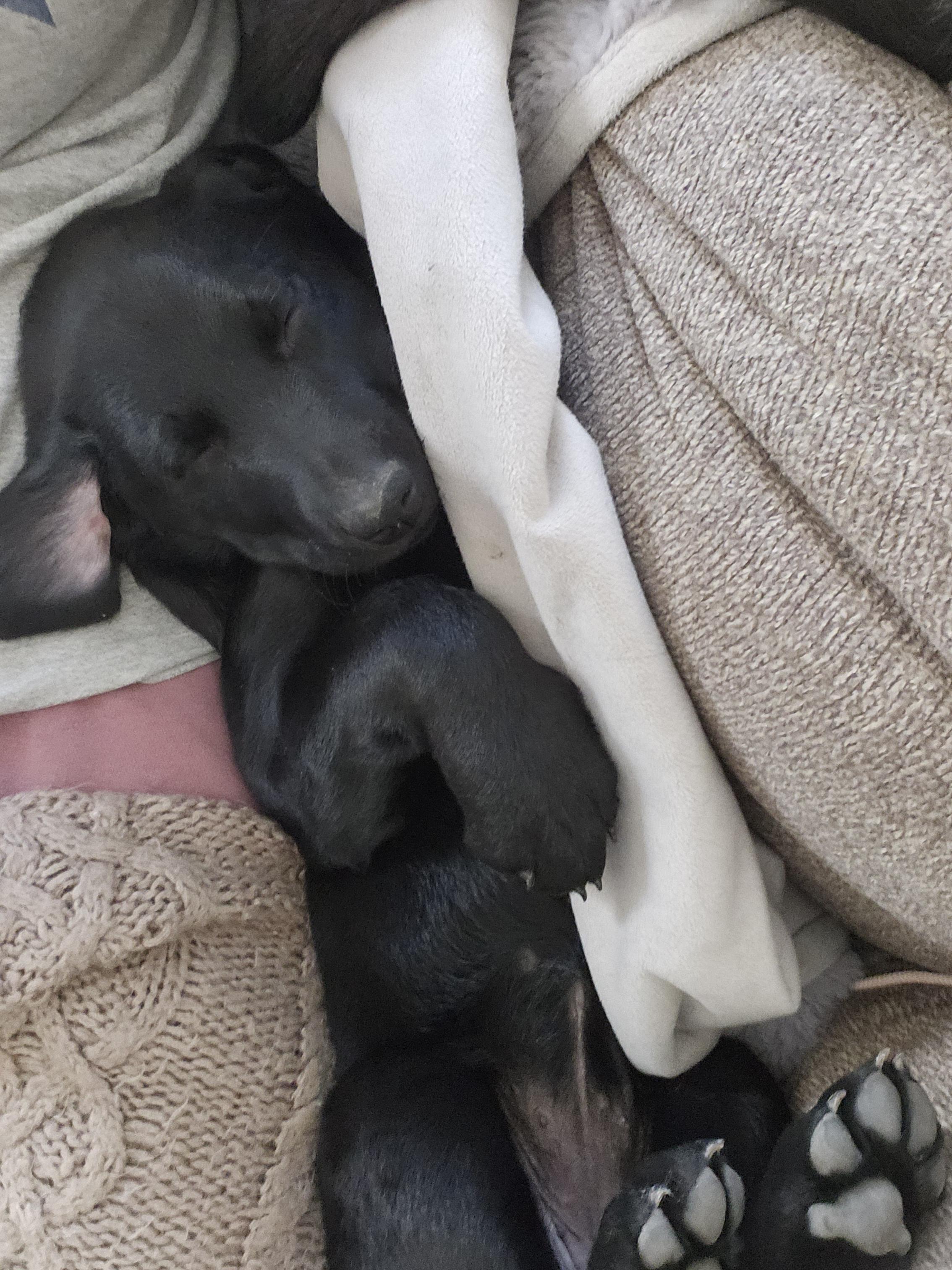 Enlarge Sleepy, an adopted Labrador Retriever in Indianapolis, IN image 4/4
