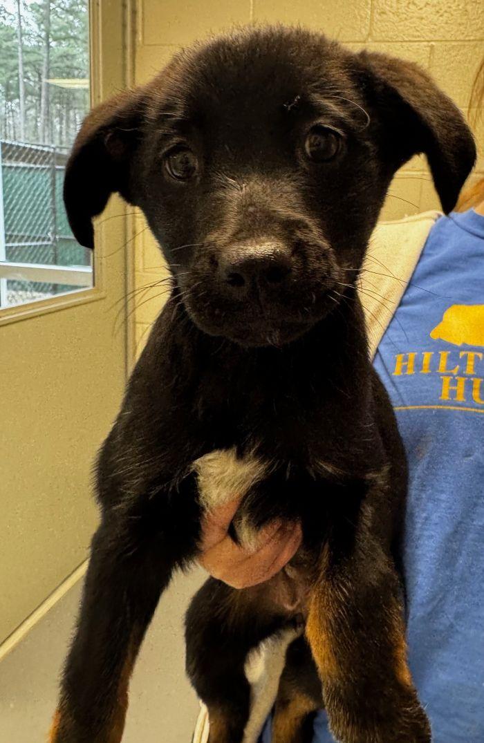 Jenna, adopted, Puppy Female Australian Cattle Dog / Blue Heeler.