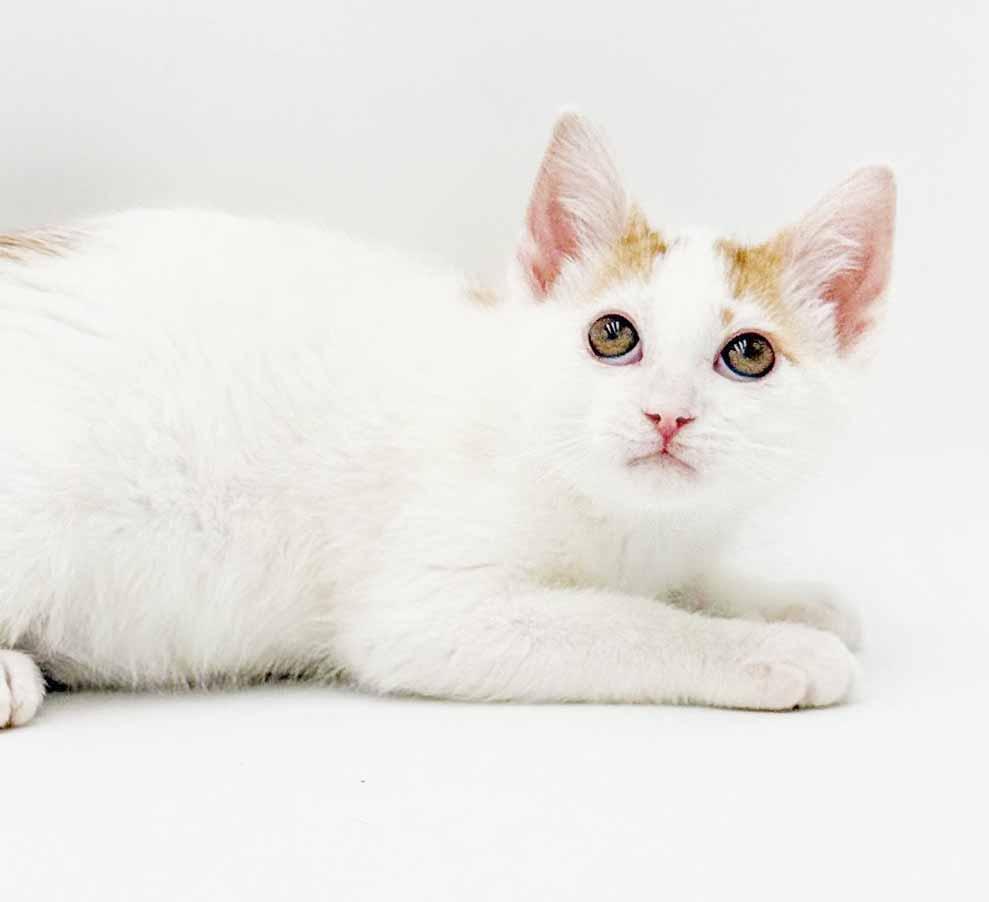Enlarge Clove is heaven in kitty form, a Adoptable mixed breed in Bedford Hills, NY image 4/6