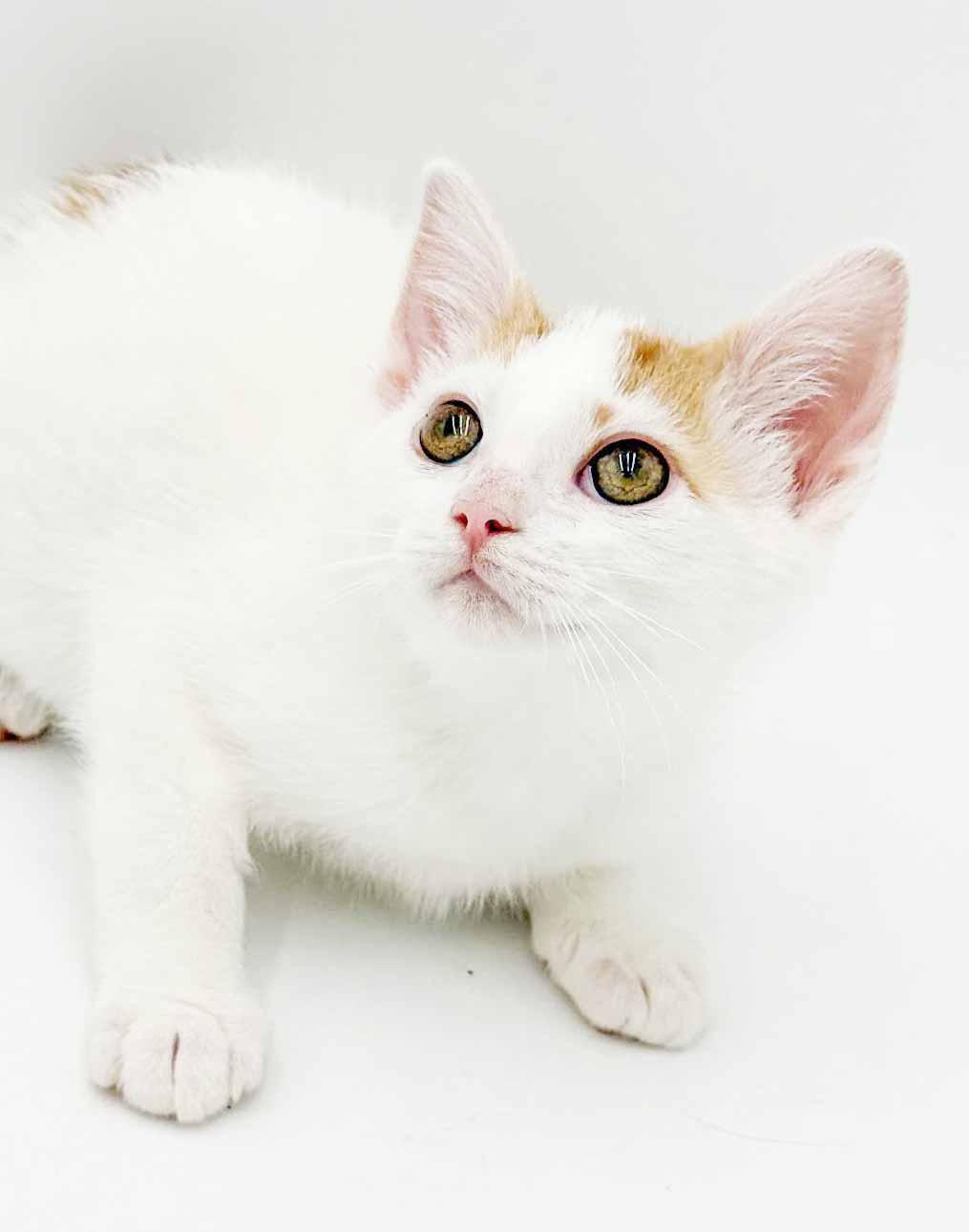 Enlarge Clove is heaven in kitty form, a Adoptable mixed breed in Bedford Hills, NY image 3/6