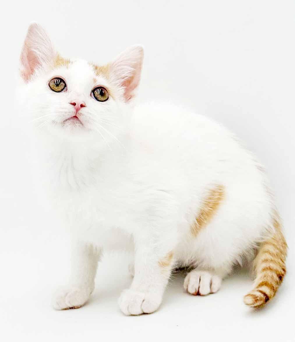Enlarge Clove is heaven in kitty form, a Adoptable mixed breed in Bedford Hills, NY image 5/6