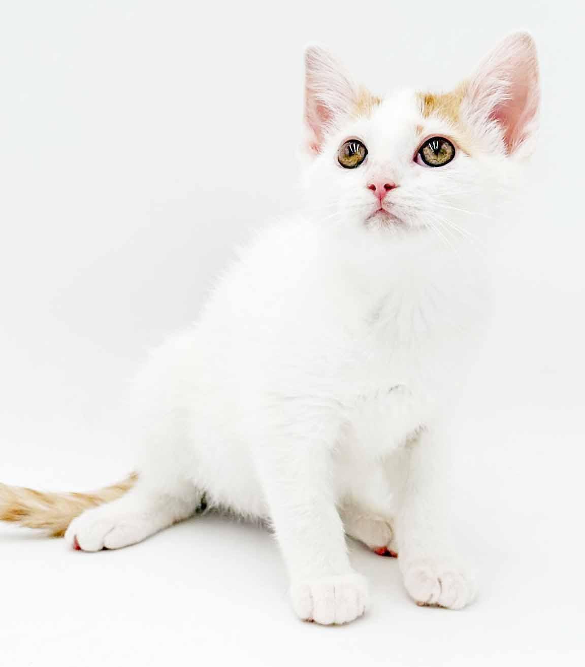Enlarge Clove is heaven in kitty form, a Adoptable mixed breed in Bedford Hills, NY image 2/6